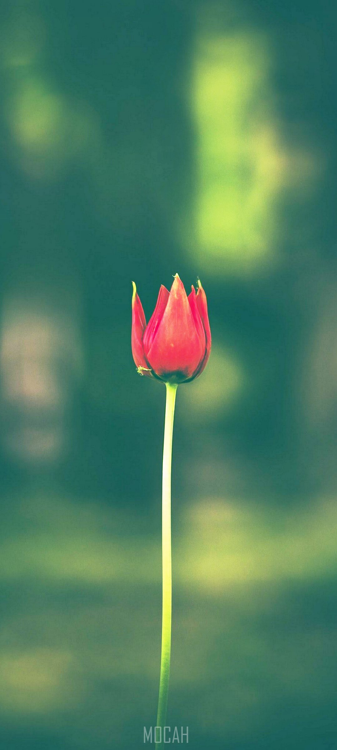 1080x2400  18 \ "Джозеф Гилгун \" Изображения, Стоковые фотографии \ U0026 Vectors | Shutterstock