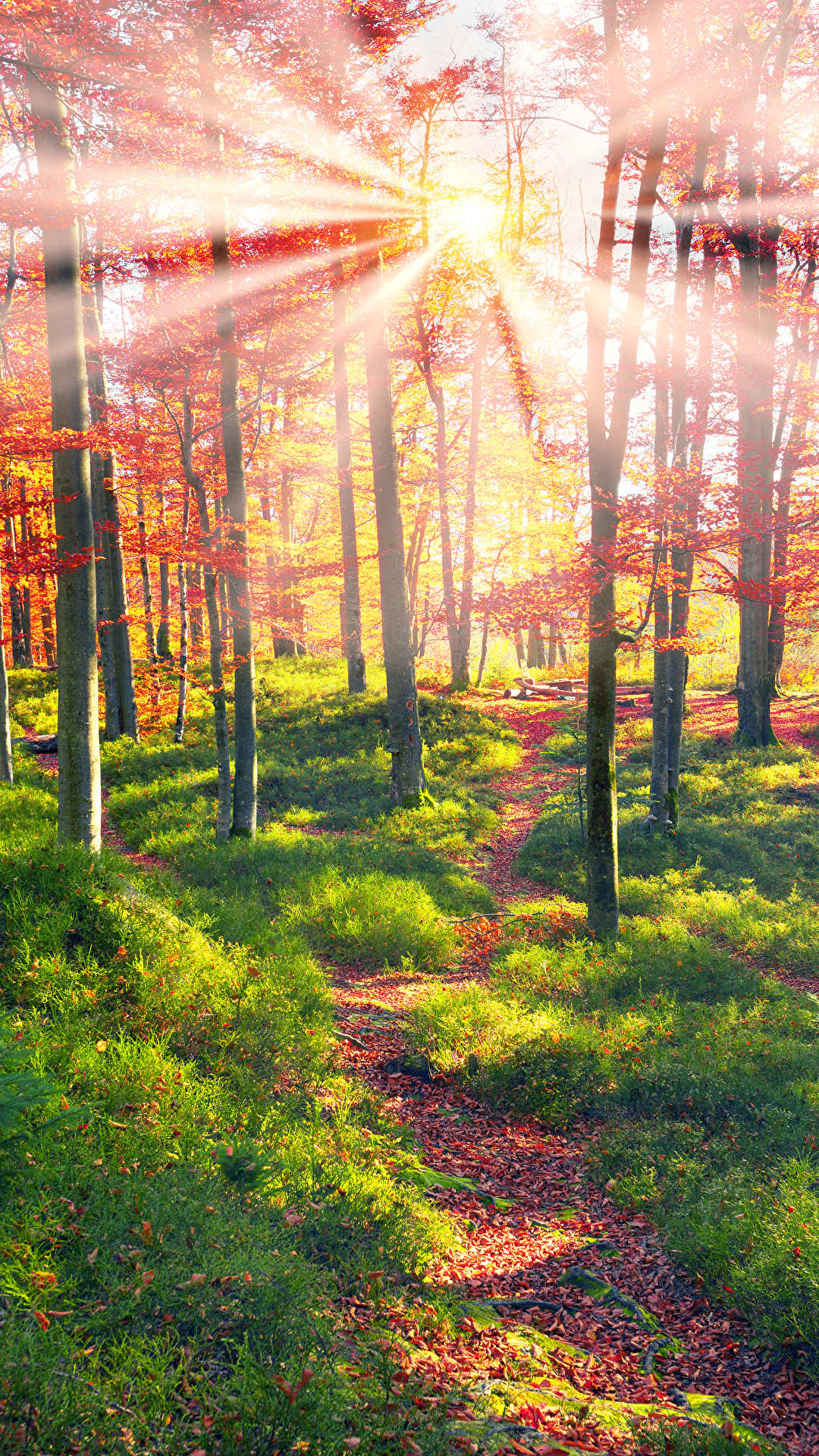 1080x1920   Обои Лучи света Закарпатье Украина Тропа Природа 1080x1920