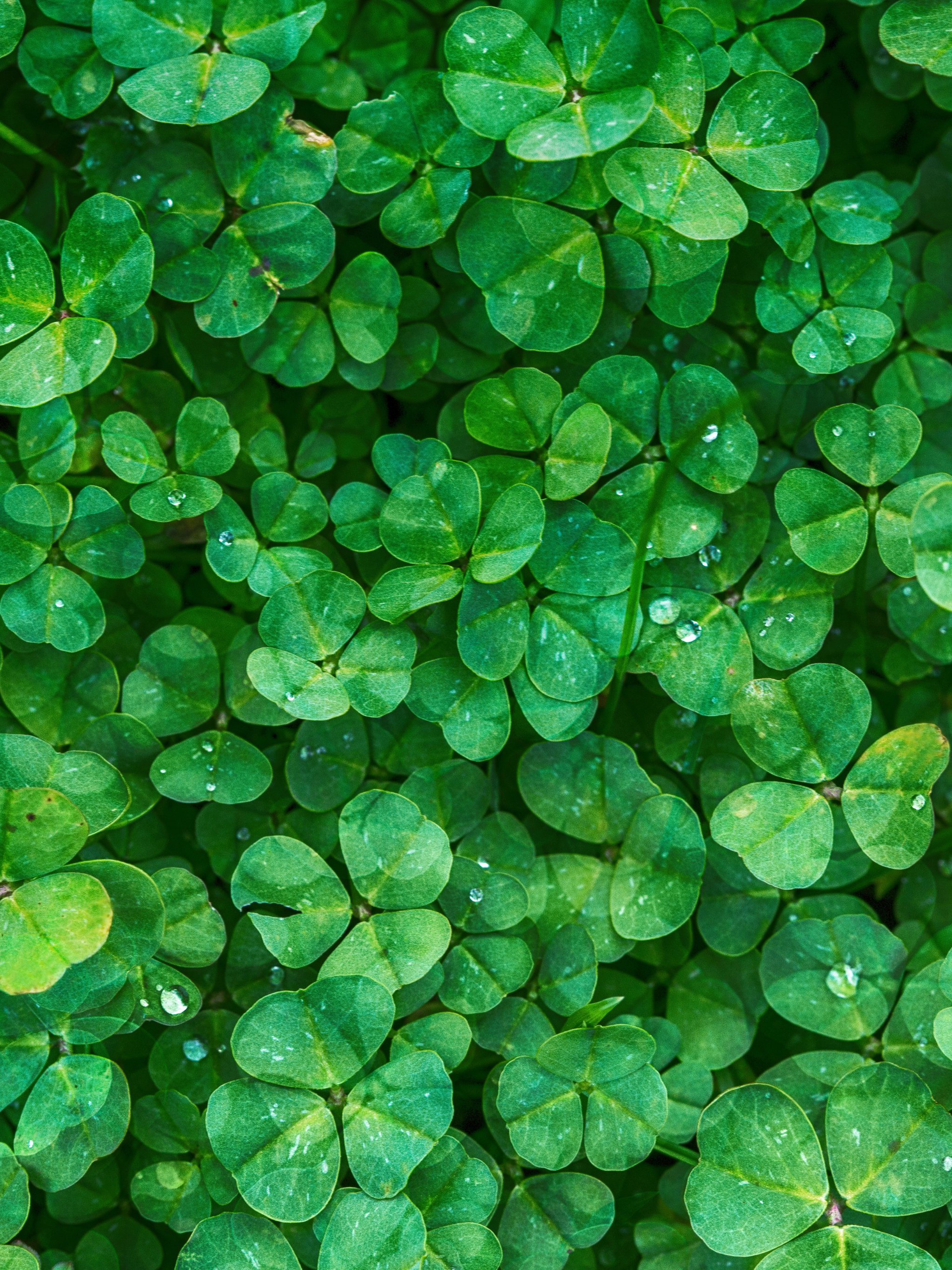 2048x2732 Irish Clovers Wallpaper - iPhone Android u0026 Backgrounds