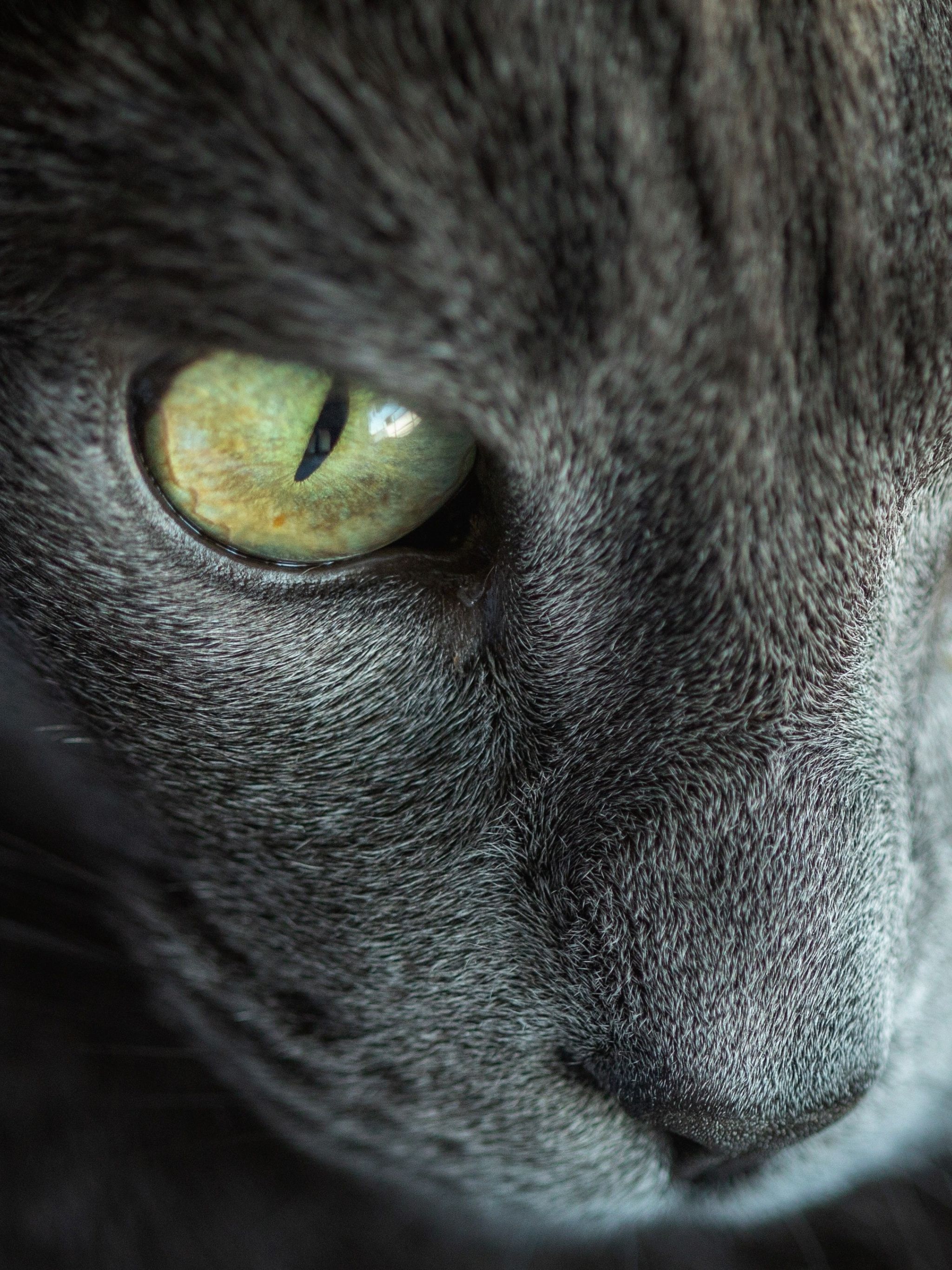 2048x2732  Кошка 5K обои - пещера обоев