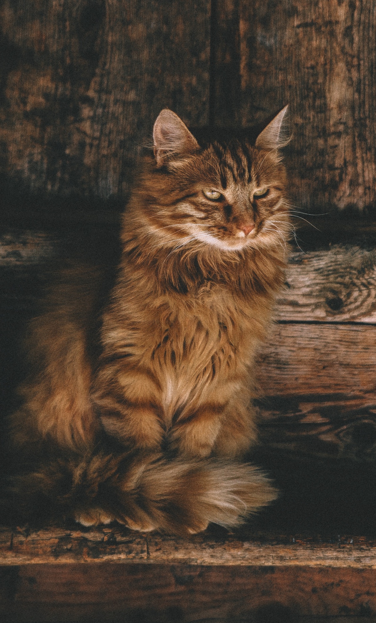 1280x2120  1280x2120 Persian Cat 5K iPhone 6+ HD 4K обои, изображения, фоны, фотографии и картинки