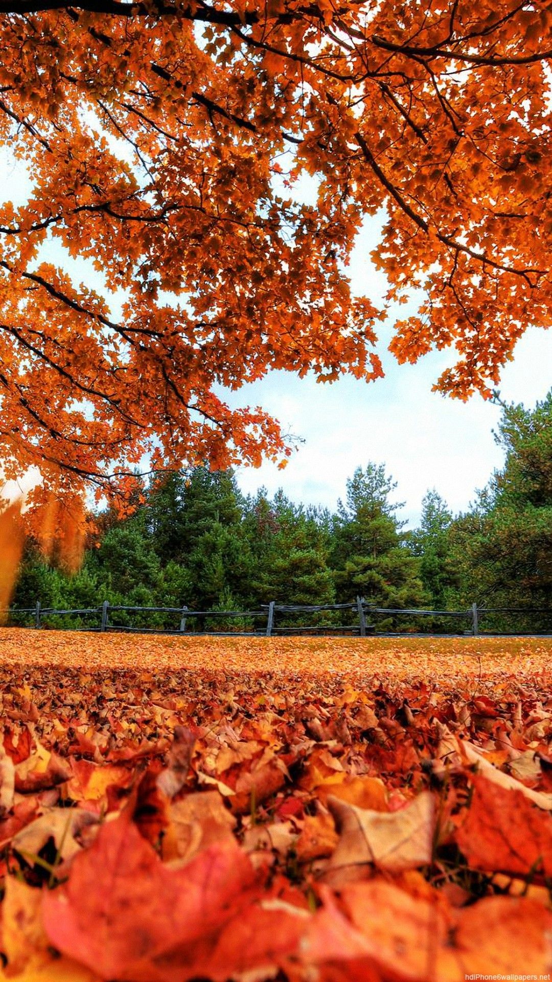 1080x1920  Скачать Nature Beauty Iphone 6 обои HD - Природная обои Full HD 1080p для мобильного F… | Природные обои, HD Природные обои, красивые обои природы HD