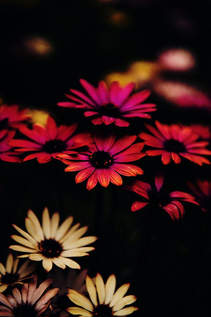 736x1104  Скачать бесплатно 1080p Flower of Life обои HD в 2022 году Beautiful Flowers HD [736x1104] для вашего рабочего стола, Mobile \ U0026 Tablet | Исследуйте 22+ красивых цветочных настольных обоев | Красивые цветочные обои, красивые