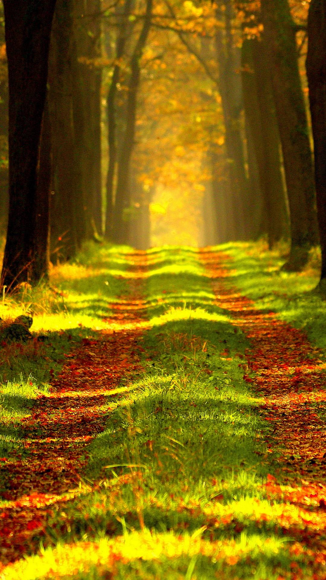 1080x1920  1080x1920 Forest HD обои, фоны