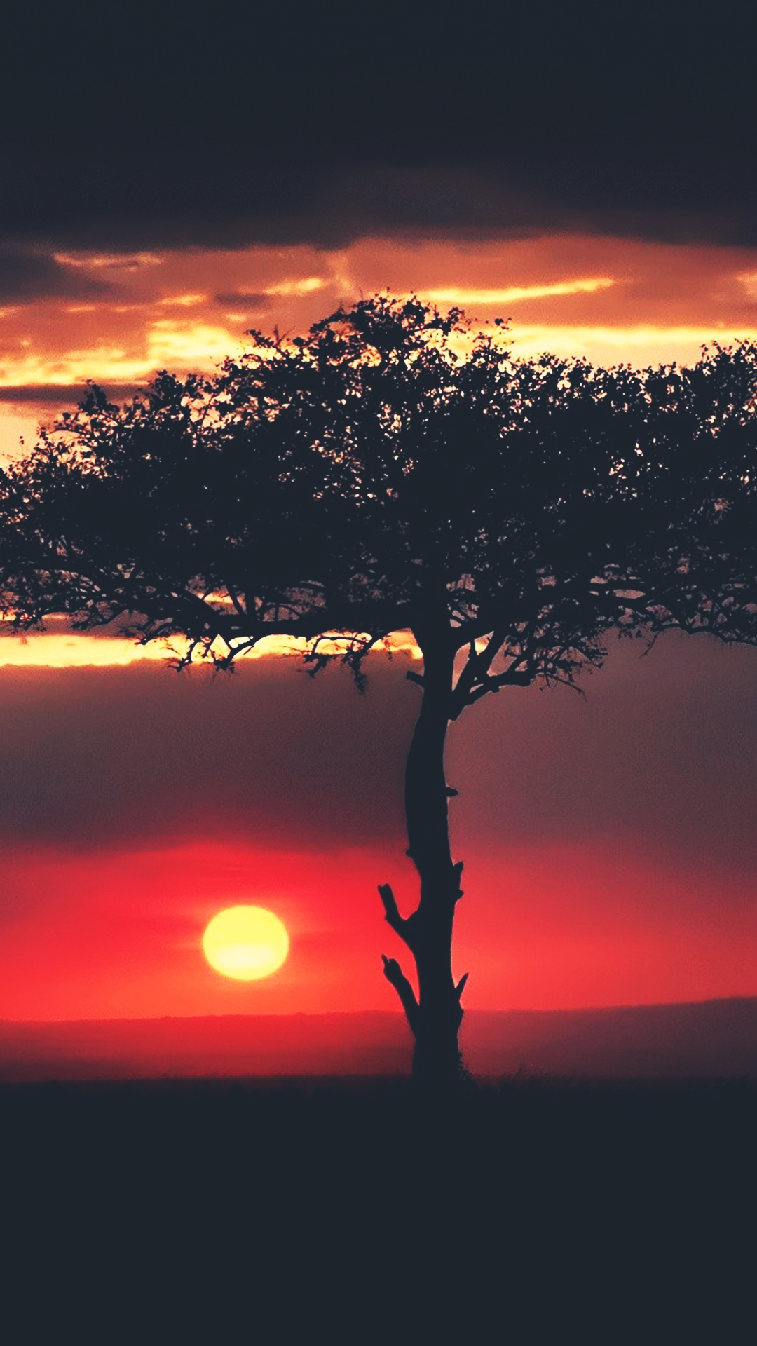 1080x1920  Sunset African Tree Savannah Android Wallpaper - Nu This Land Original Mix (# 1941979) - HD Wallpaper \ u0026 Backgrounds Download