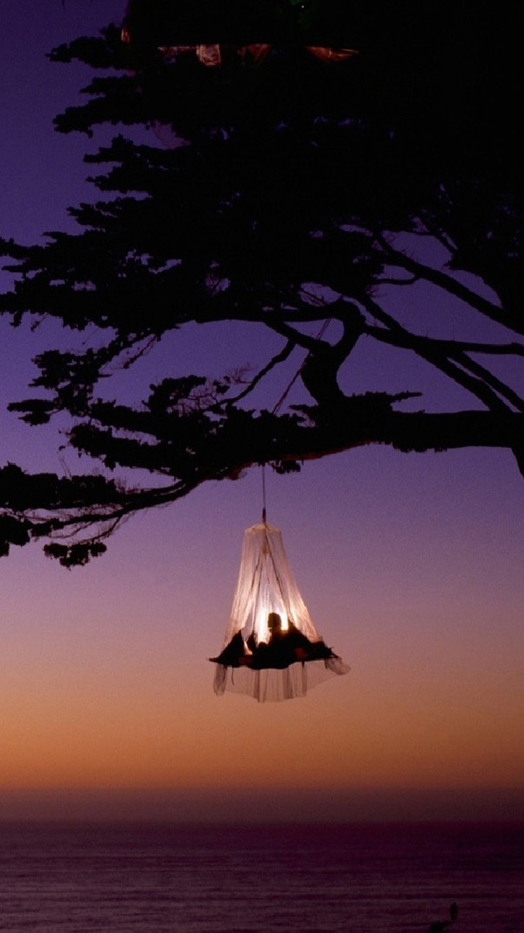 750x1334  Valentine tree Africa Hotels Free Download Wallpapers for Phone