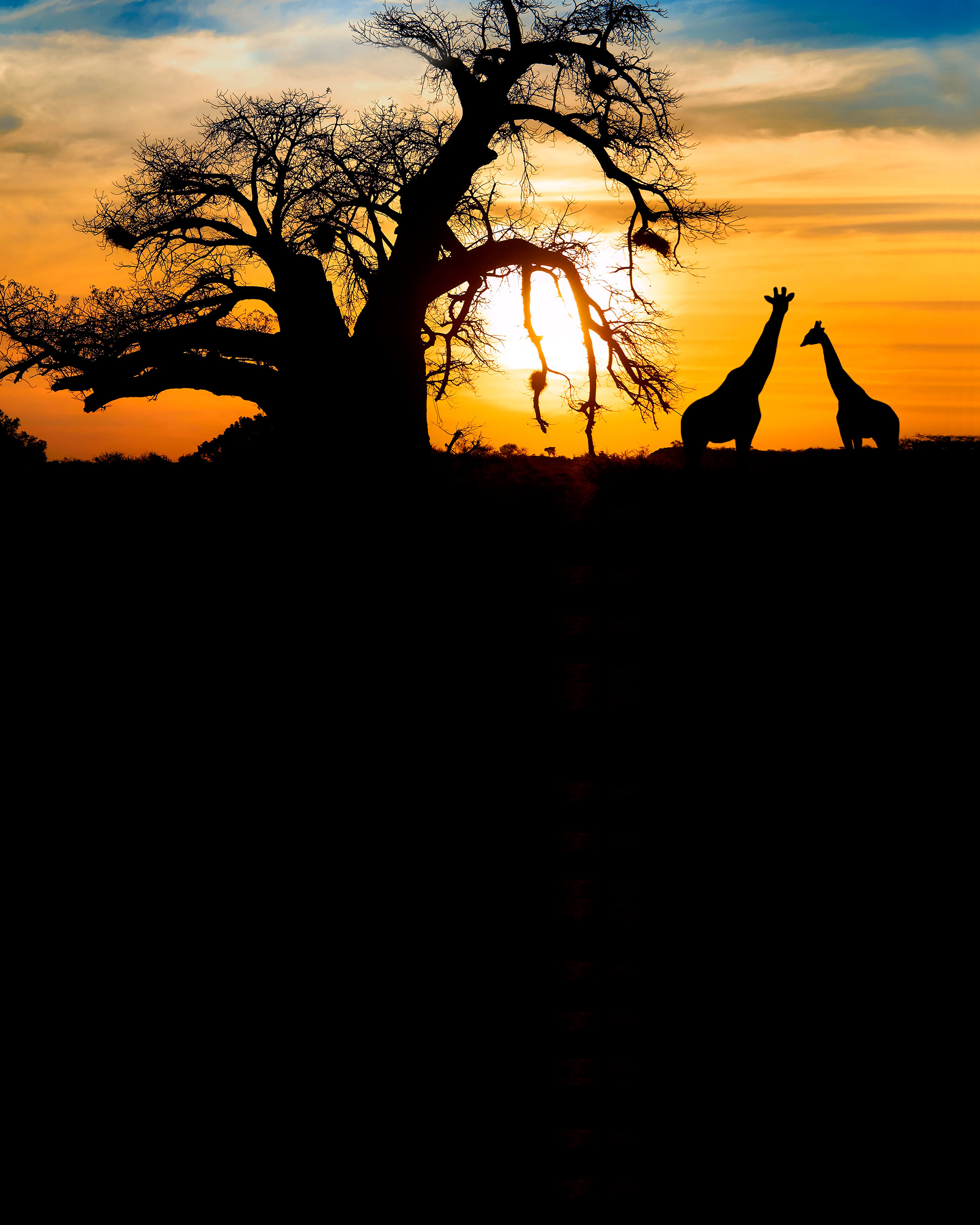 2000x2500   48+ лучших фонов для африканского сафари на HipWallpaper | Safari Wallpaper Bro Safari Wallpaper and Jungle Safari Wallpaper