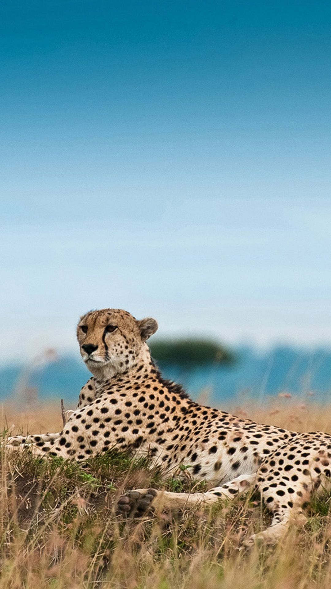1080x1920  South Africa Leopard iPhone 6 Скачать обои | Обои для iPhone Обои для iPad Универсальное Скачать | Кошки обои Животные обои Гепард обои 