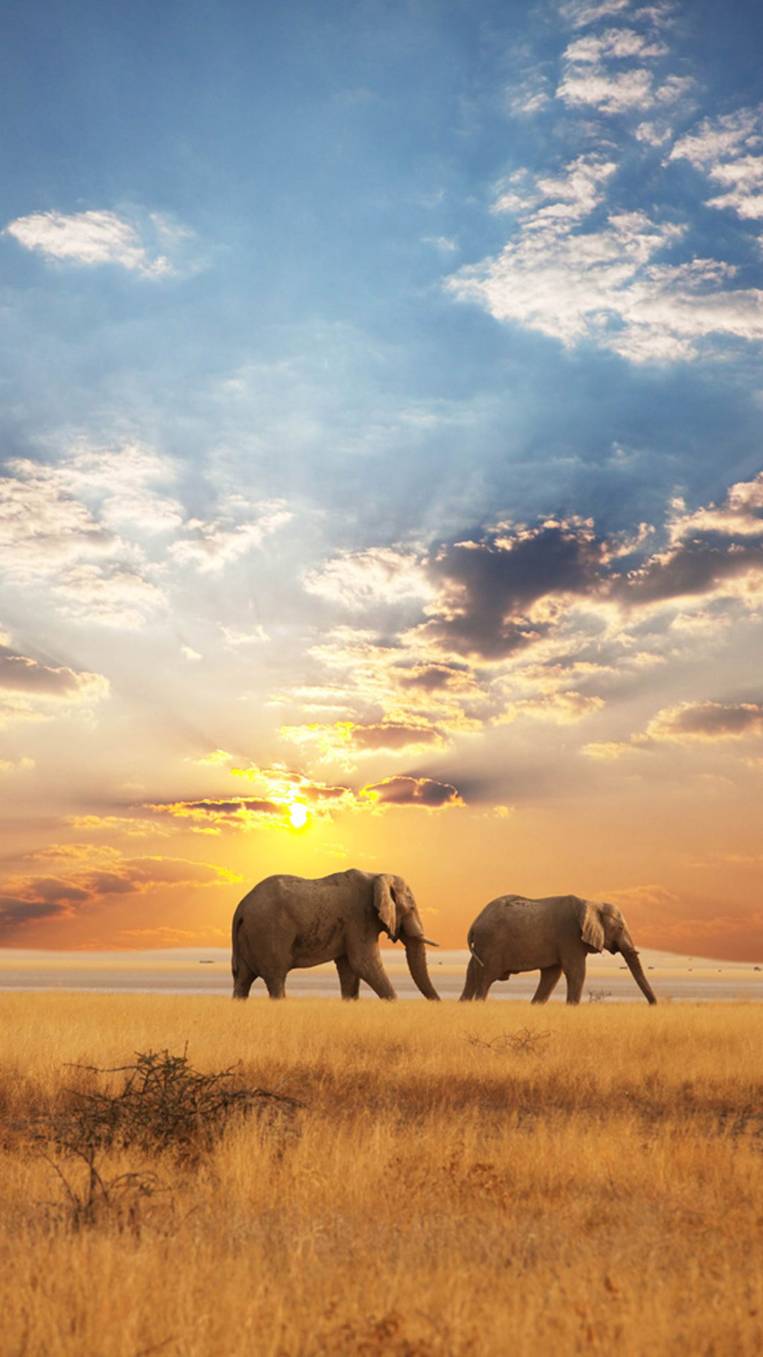 1080x1920   Бесплатно скачать Африканский Слон Galaxy S5 Обои Samsung Mobile Galaxy S5 Обои [Desktop 1080x1920] для вашего \ u0026 Таблетка | Исследуйте 75+ обоев с африканскими слонами | Слон Обои для компьютеров Животные Слон Обои 
