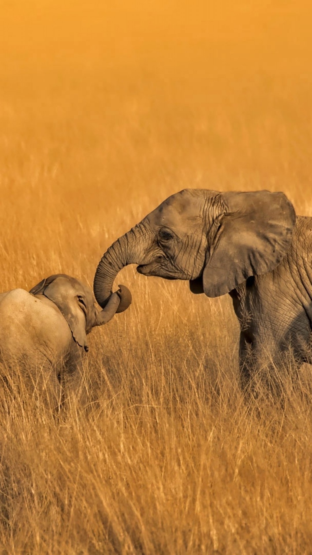 1080x1920   Скачать 1080x1920 Семья слонов Поле Дикая природа Африка Обои для iPhone 8 iPhone 7 Plus iPhone 6+ Sony Xperia Z HTC One - WallpaperMaiden