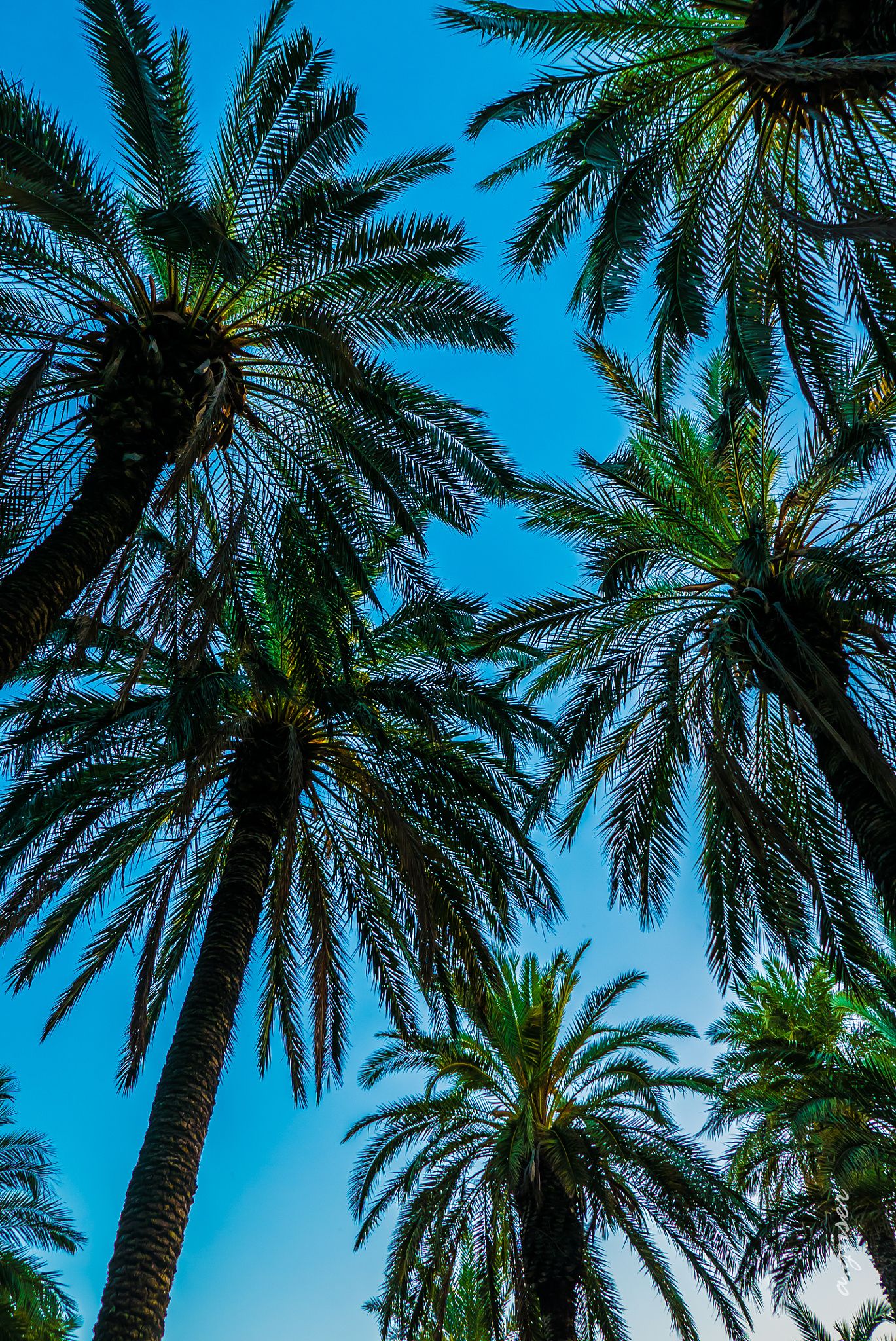 1369x2048  palms antalya türkiye - türkei | Пространство для мечты в 2019 году | Декор пола Пальмы Iphone wallpaper