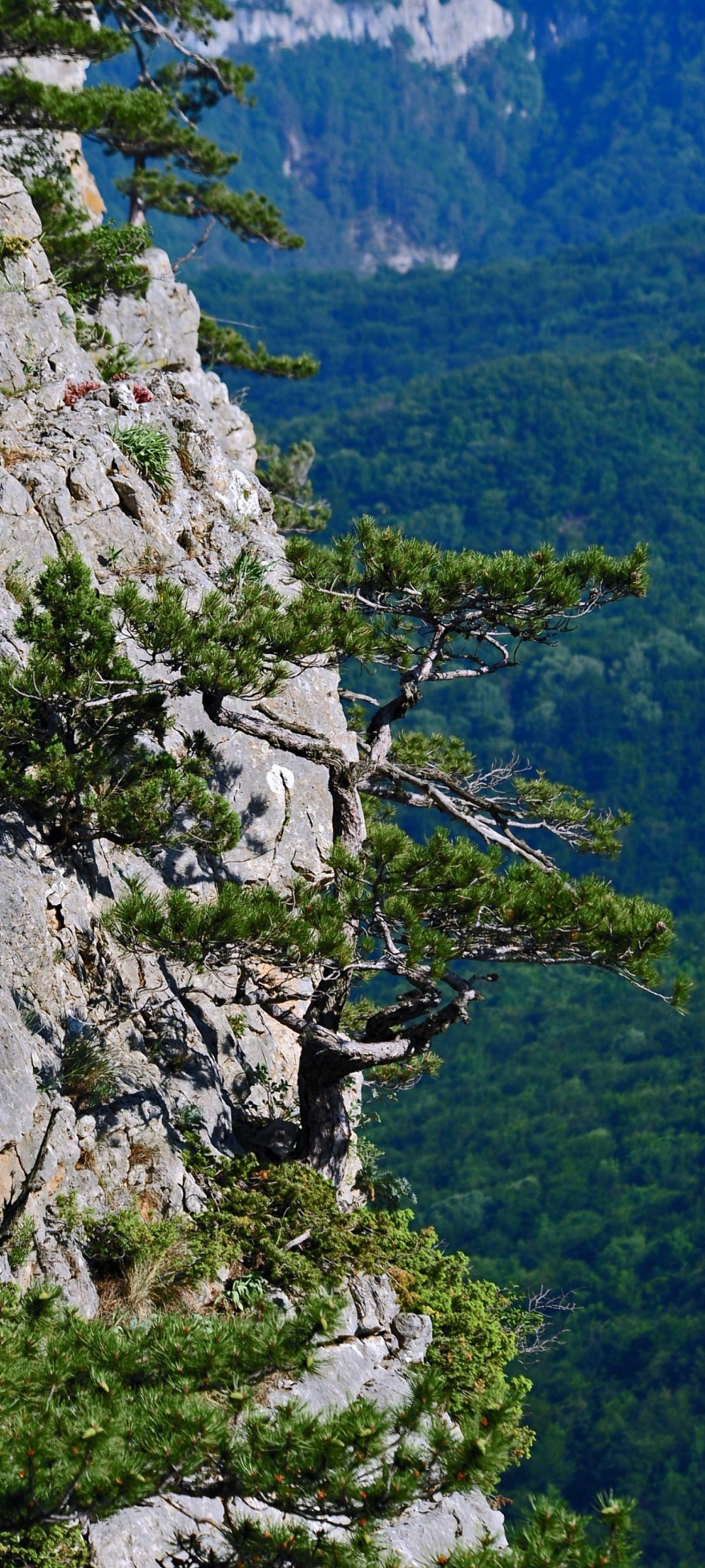 1080x2400   1080 x 2400 Обои для мобильного - бесплатные обои на мобильный -