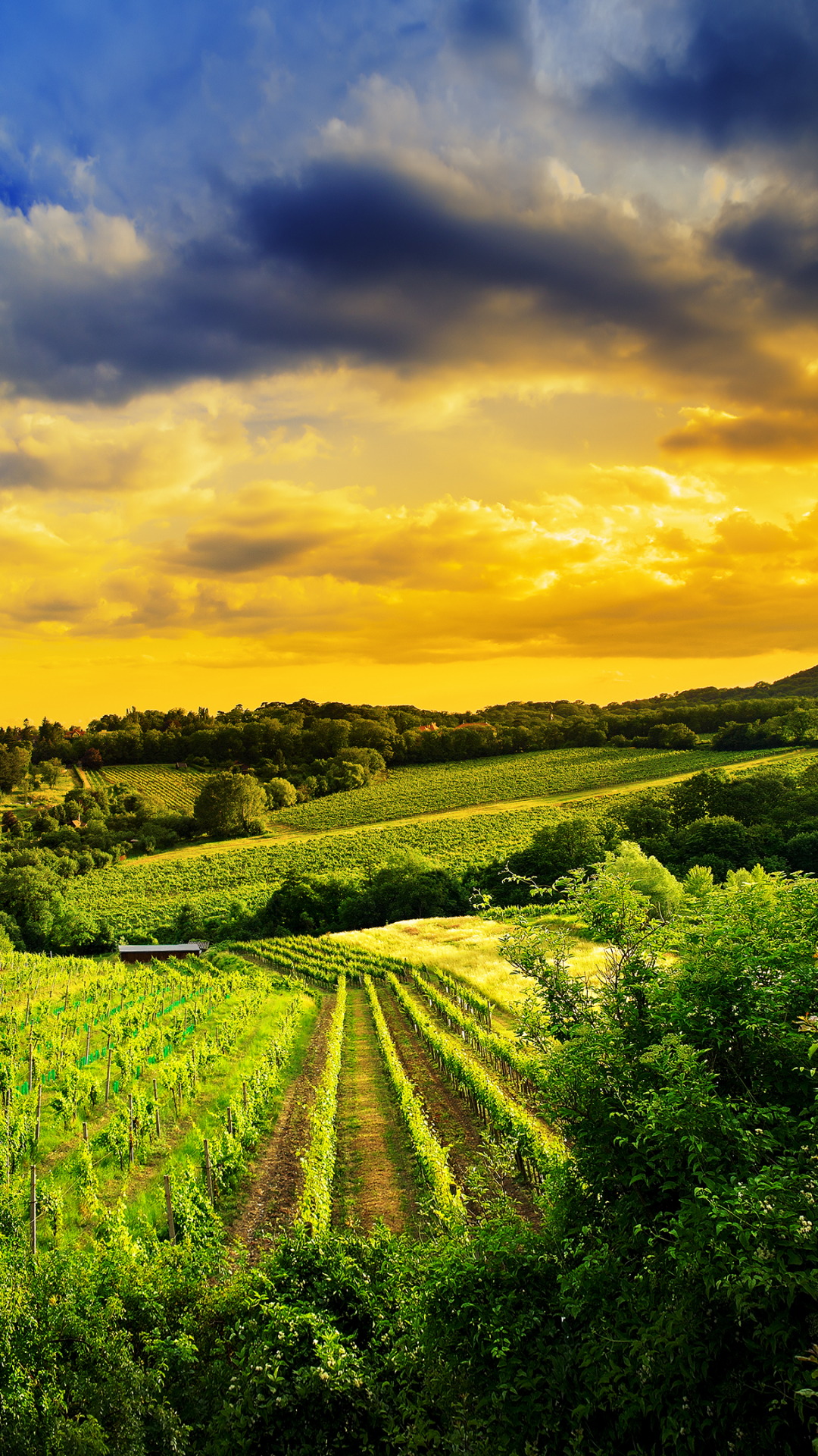 1080x1920  Winter Wallpaper Vienna