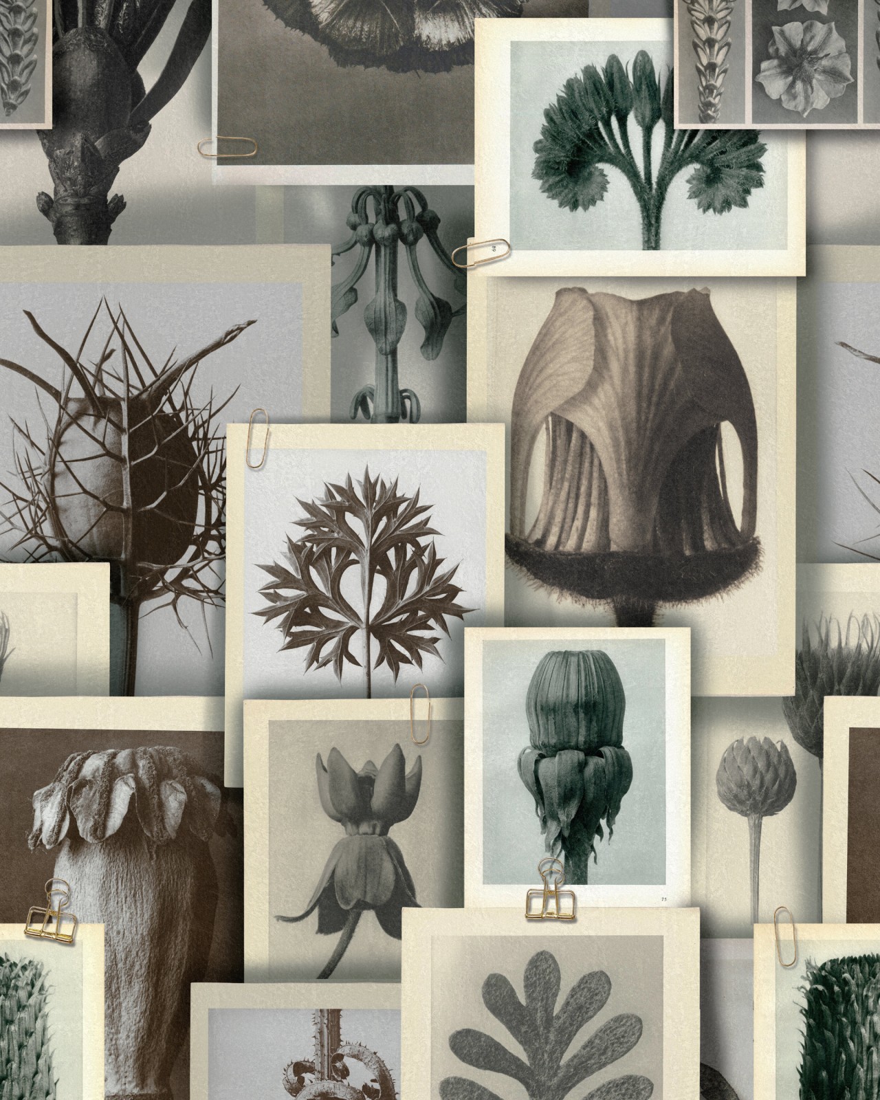 1280x1600  Обои для искусства Blossfeldt Forms - Продукты