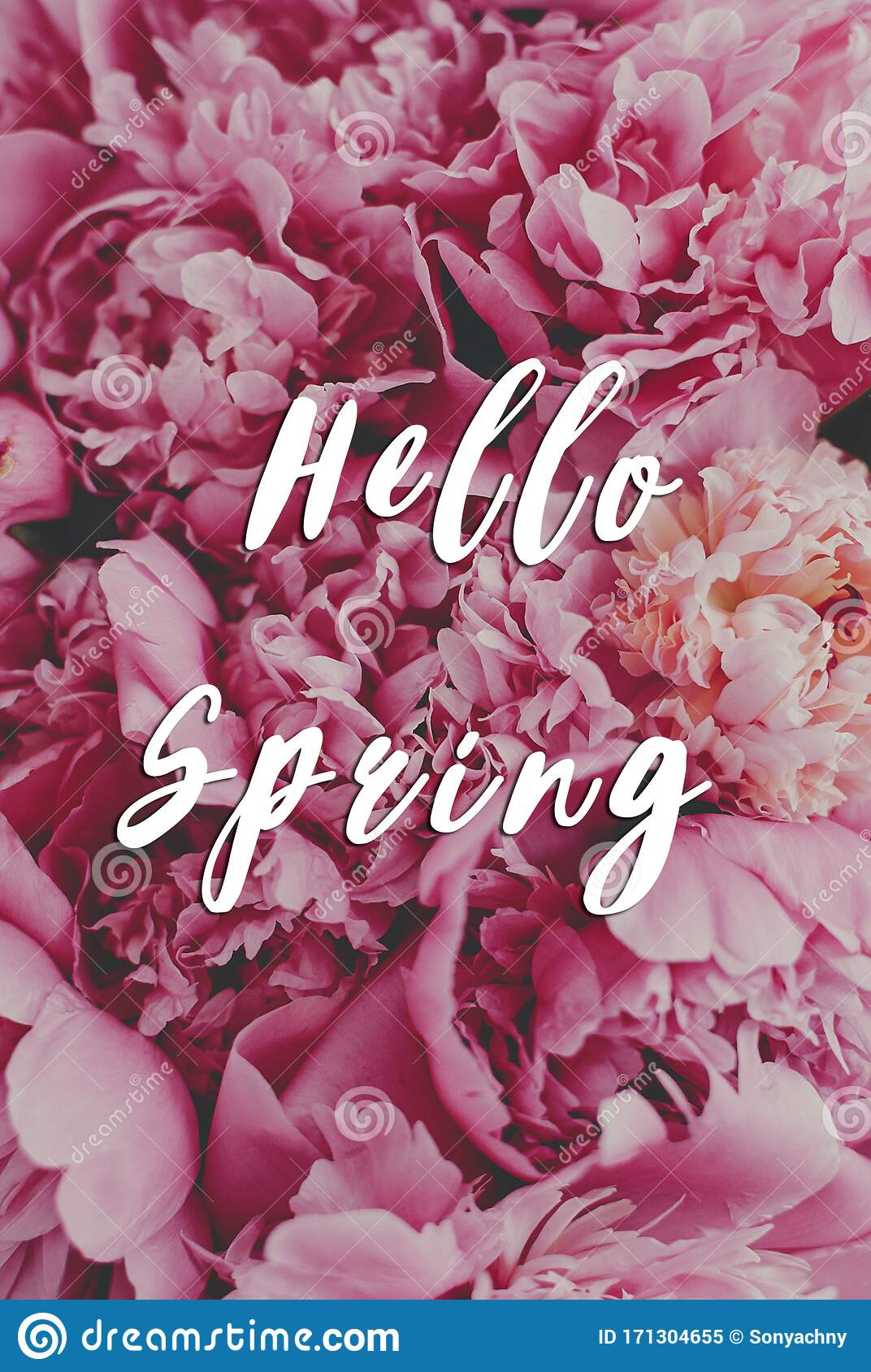 1072x1689  Привет весенний текст. Красивые пионы. Стильные розовые обои из пиона, вертикальное изображение. Привет весна Стоковое изображение - изображение красоты, праздник: 171304655