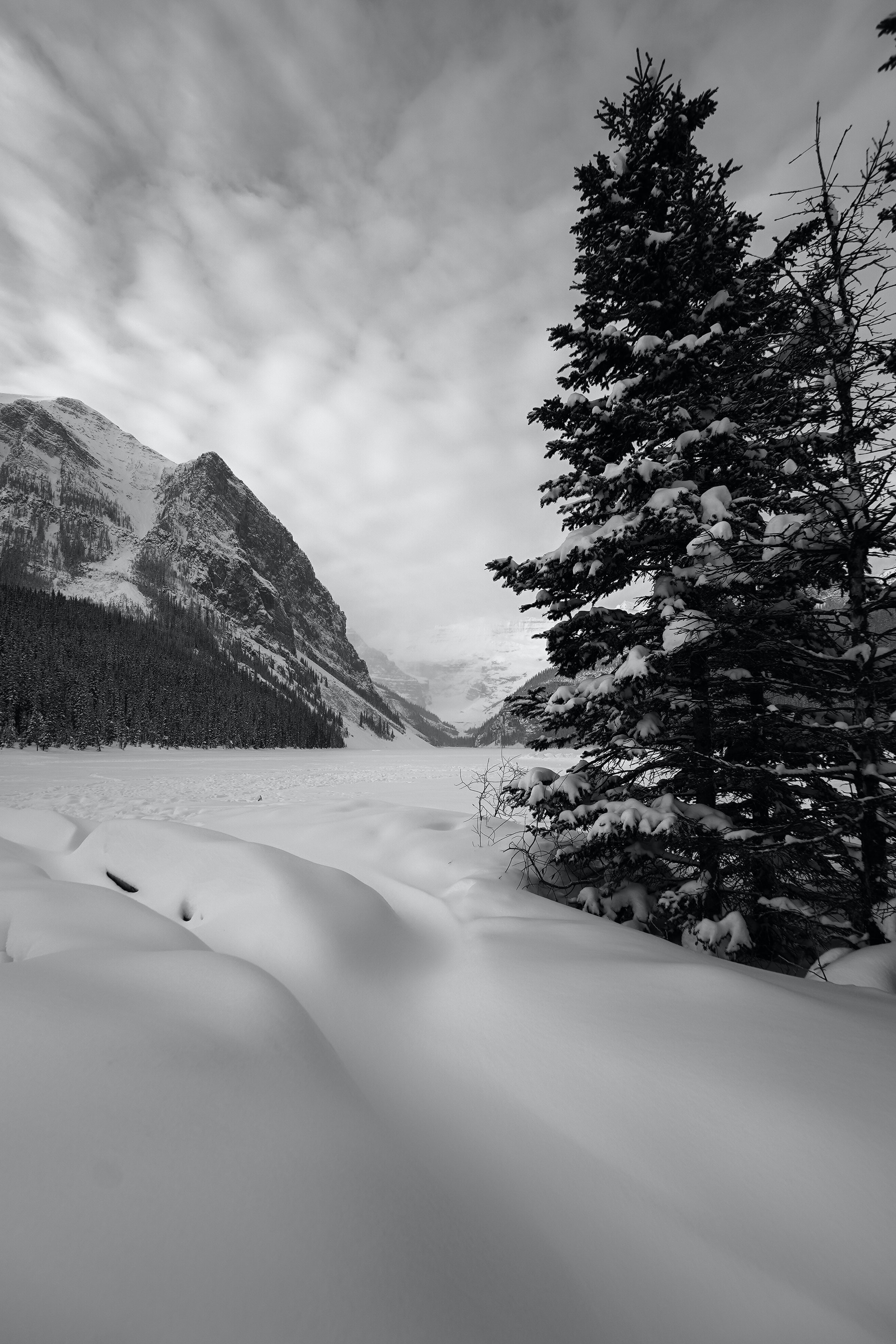 2624x3936  Снежная зеленая сосна фото-бесплатное изображение озера Луиза на Unsplash