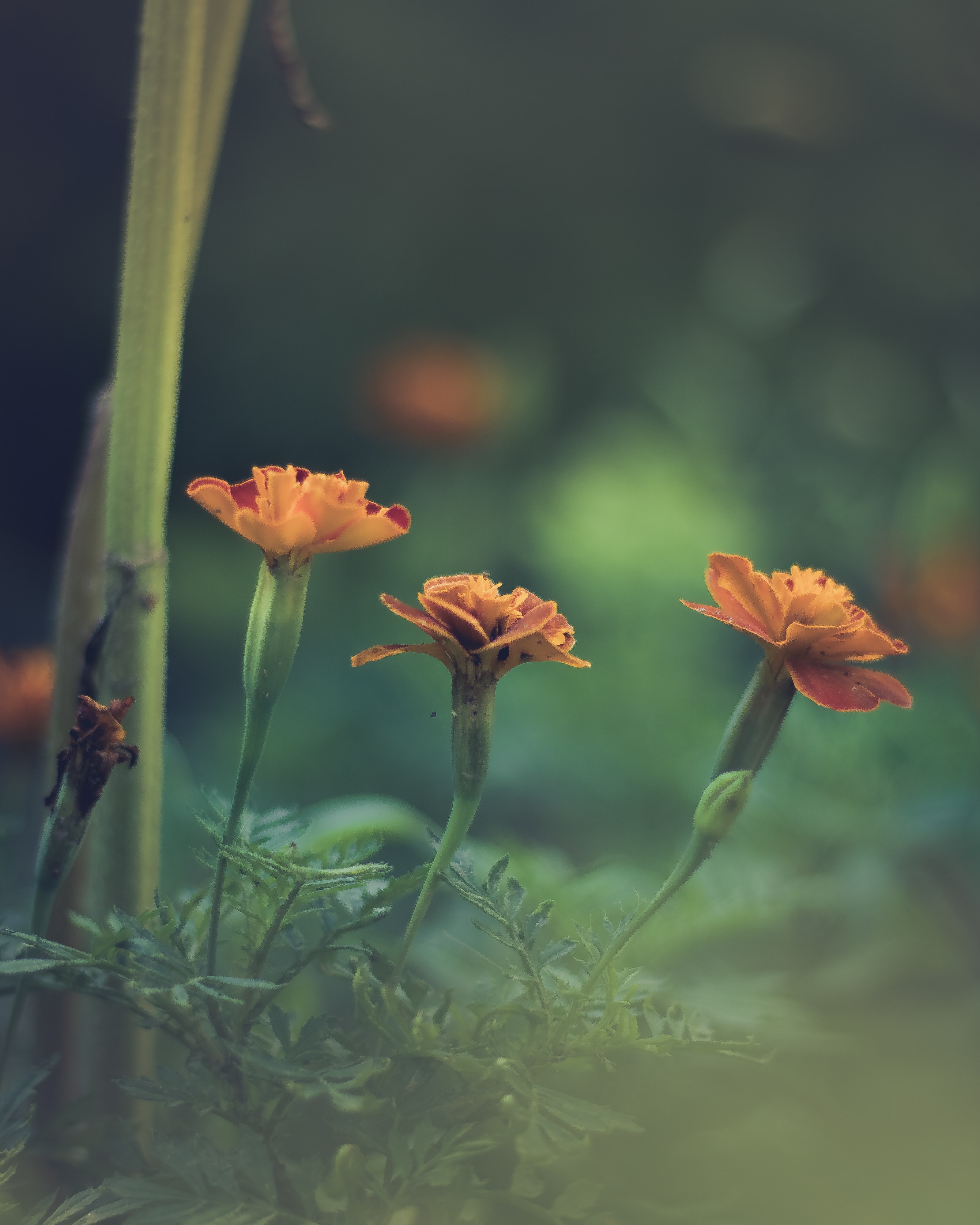 3200x4000  Оранжевый цветок в наклонном сдвиге