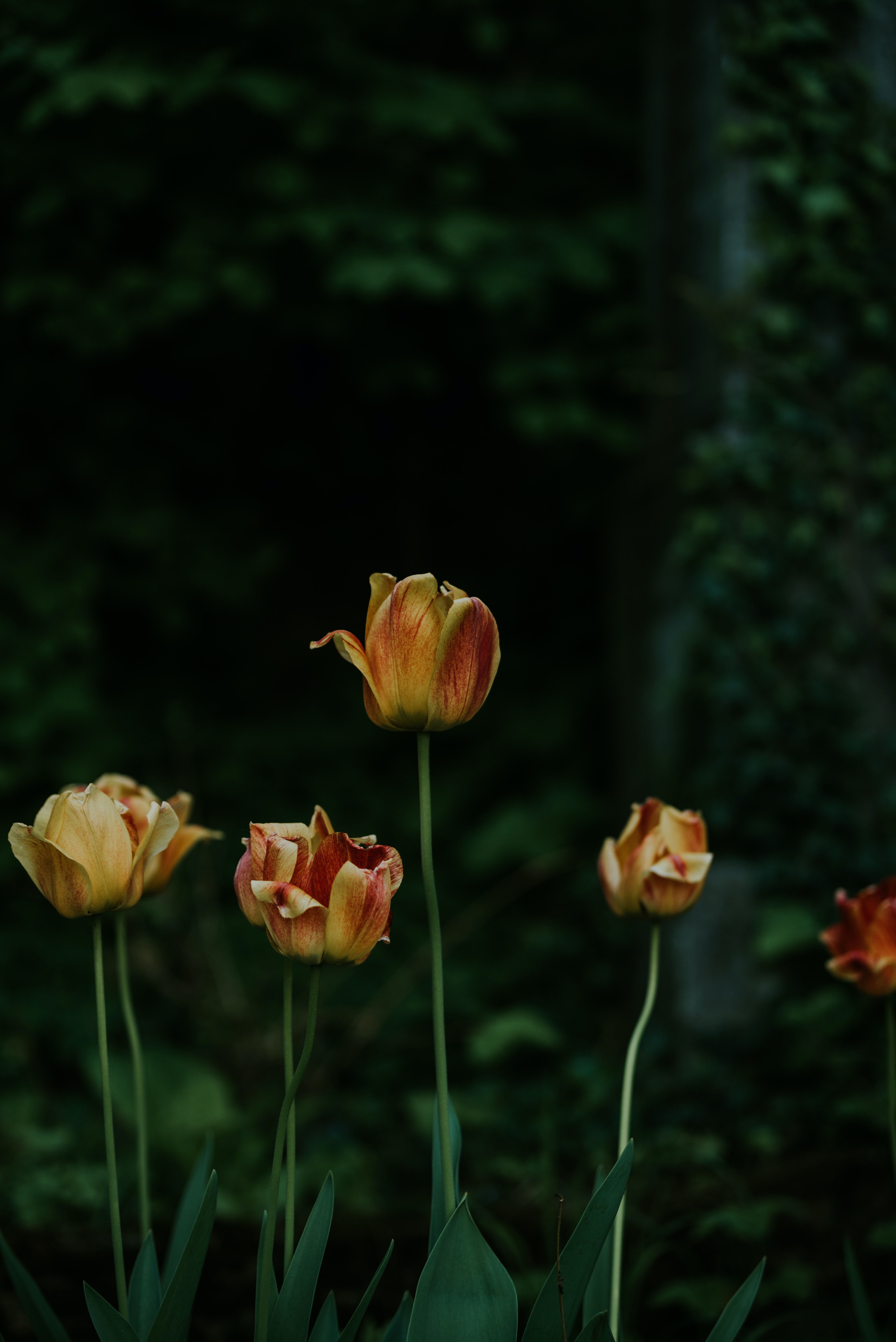 4016x6016  Розовые и желтые тюльпаны в цвету во время дневного фото - бесплатное коричневое изображение на Unsplash