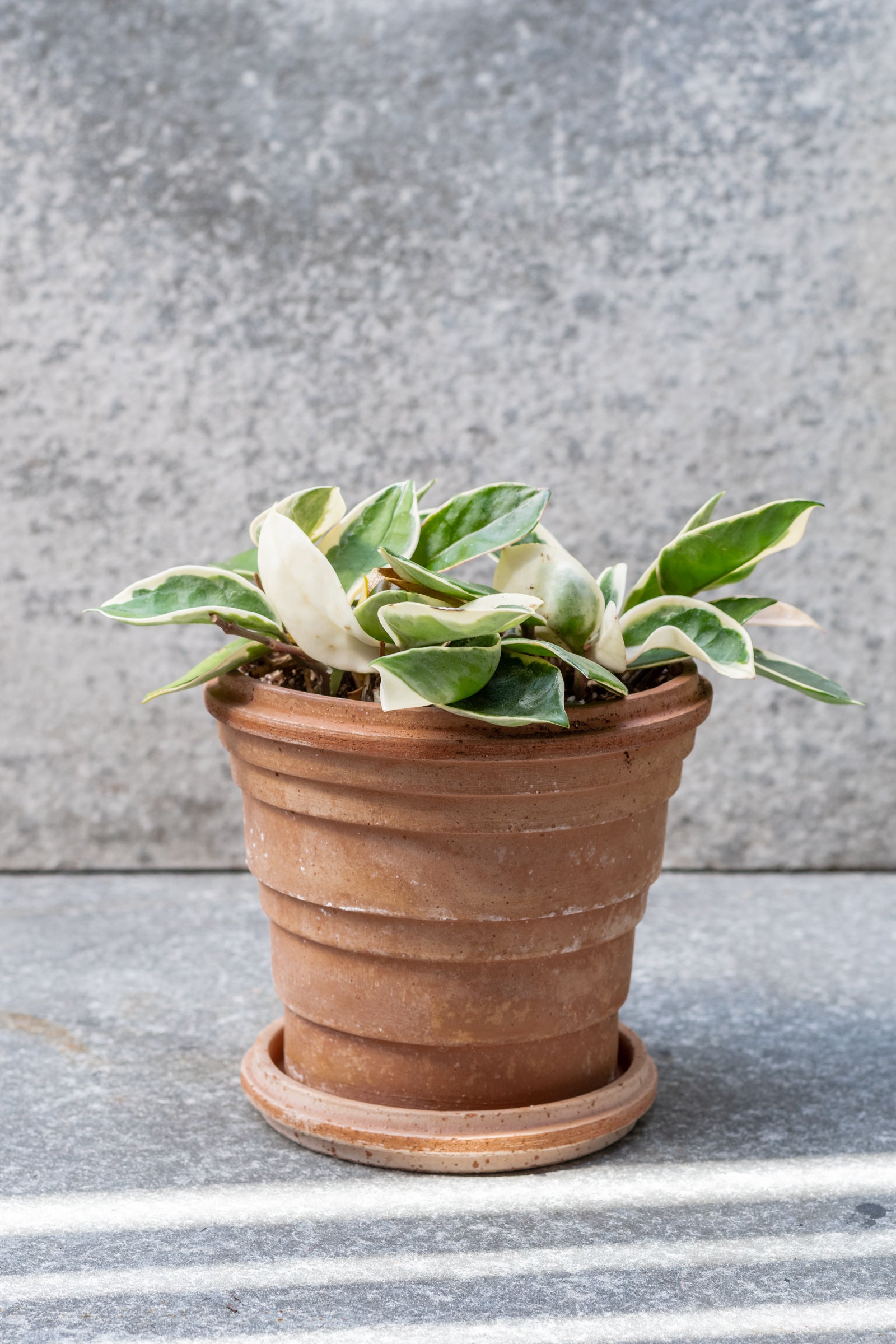 1600x2400  Планеты горшок \ u0026 блюдца Rosa 6,3 ” - прорастание дома