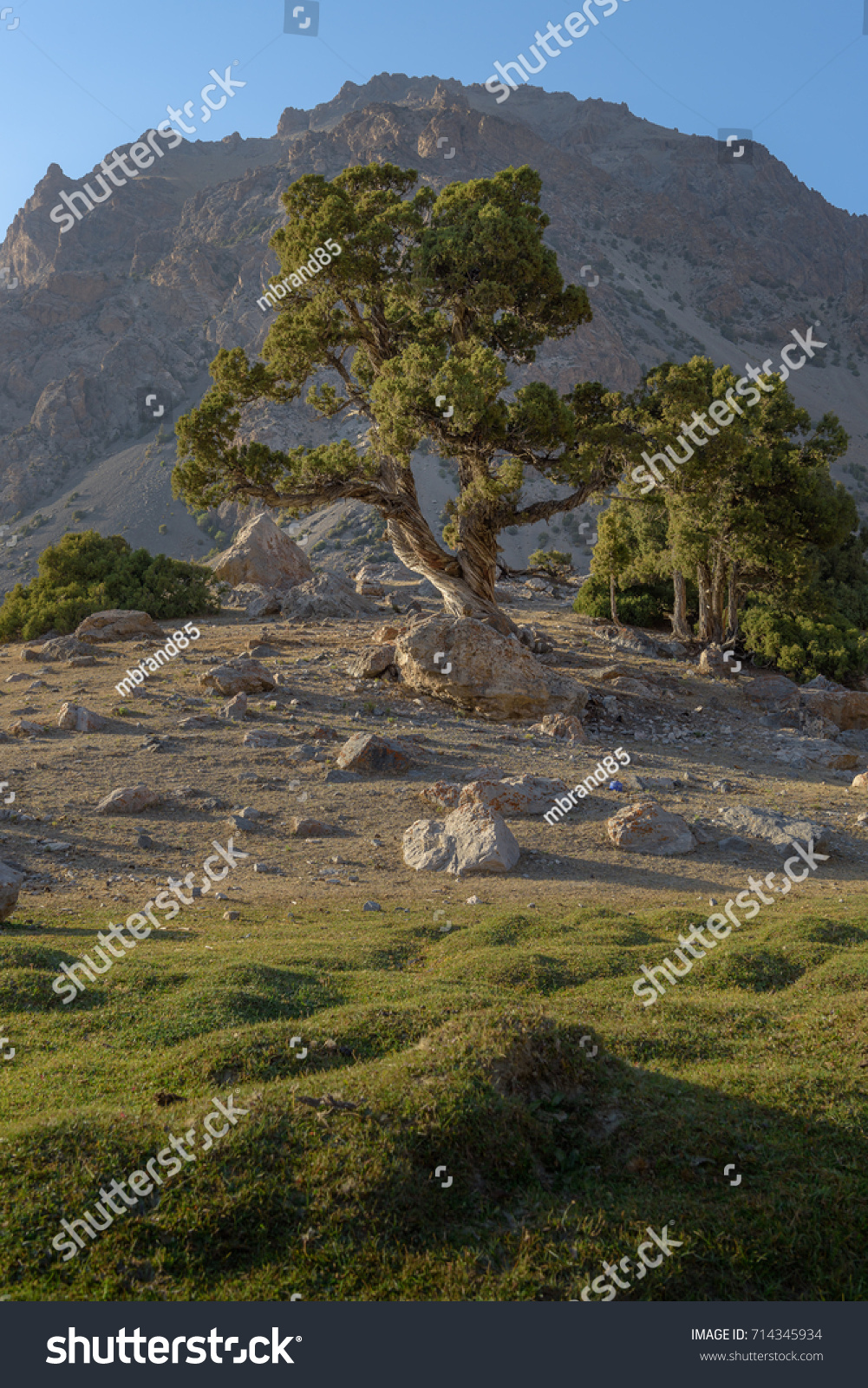 1001x1600  Красивое дерево Скалистые горы Фон Таджикистан Стоковое фото 714345934 | Shutterstock