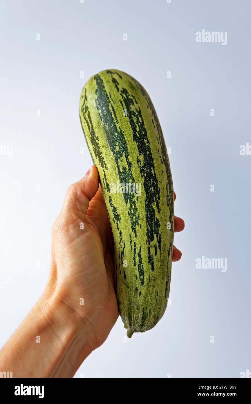 865x1390  Цуккини под рукой на ярком фоне Стоковая фото - Алами