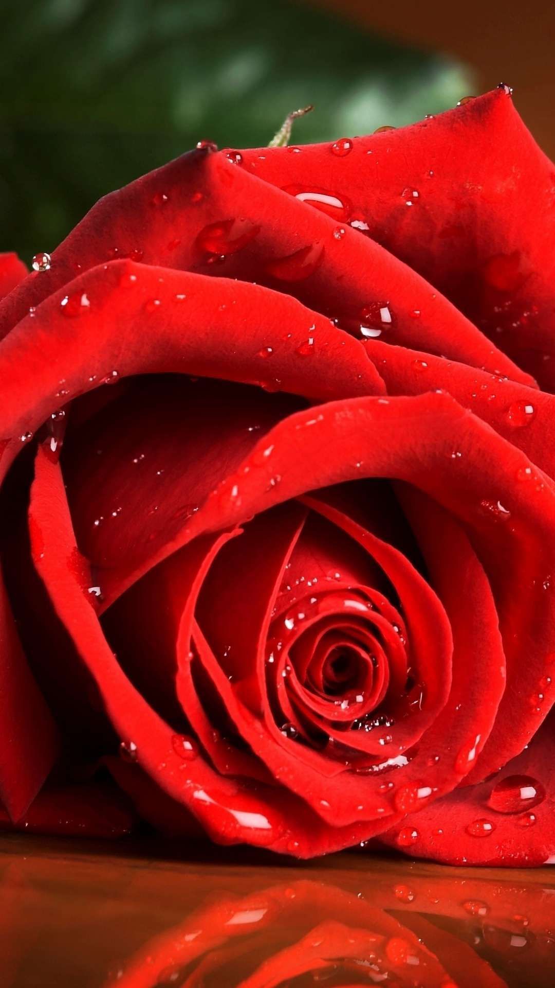 1080x1920   Rose Flowers Wallpaper For Mobile - 1080x1920 - Загрузить HD обои - WallpaperTip 