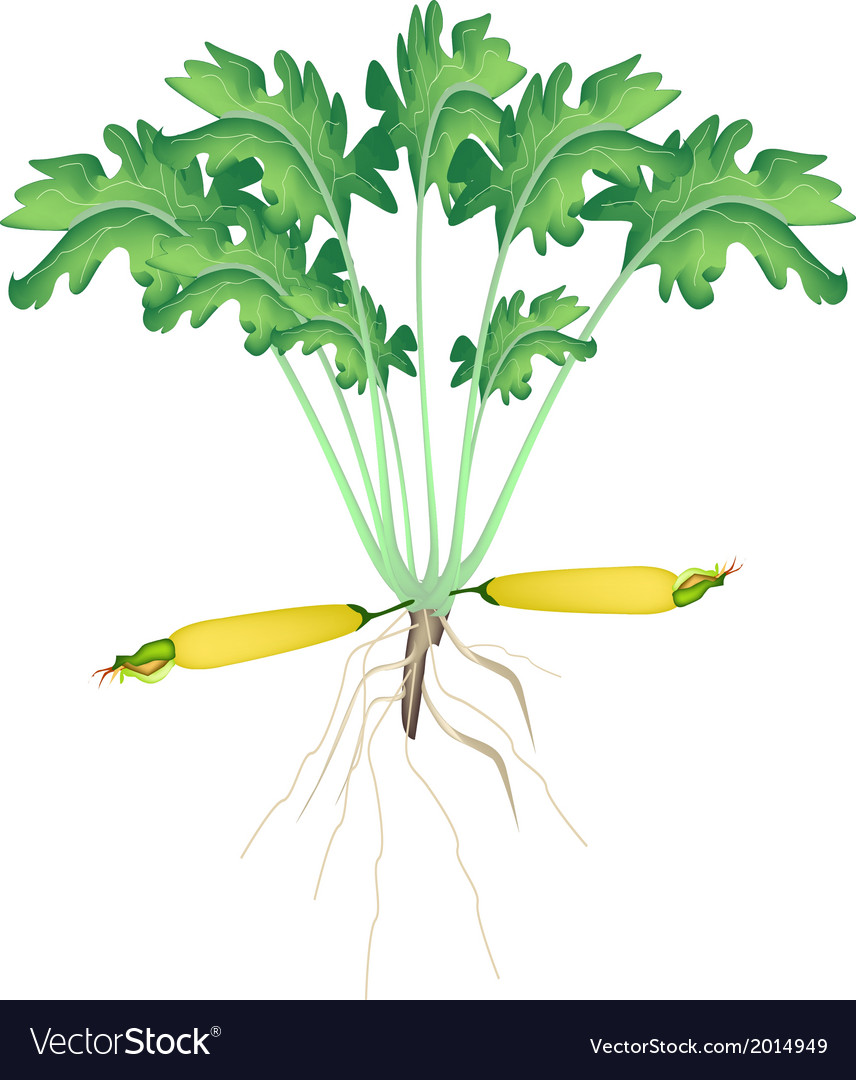 856x1080  Свежее желтое растение цуккини на белом фоновом векторе изображение