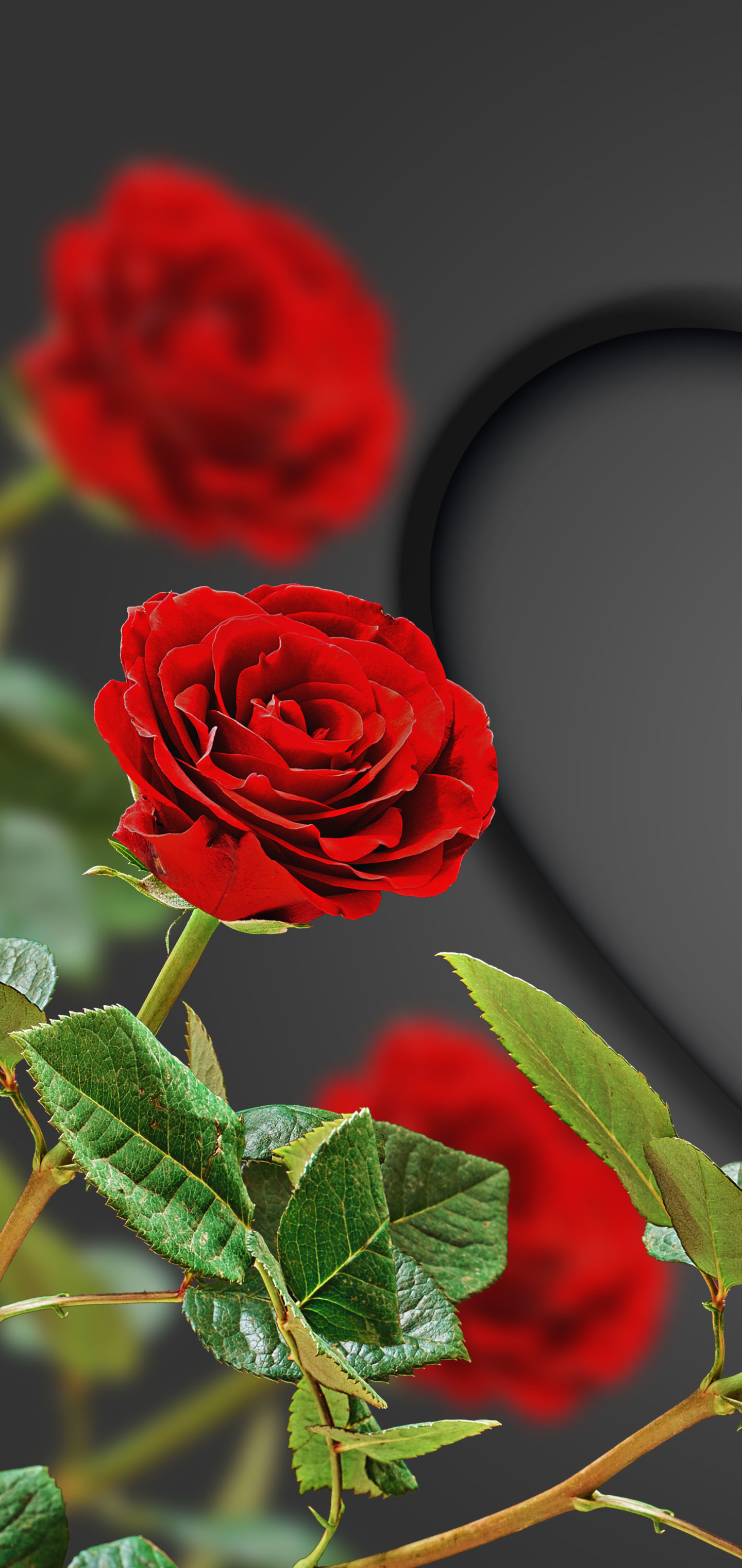 1440x3040   http://wallpaperformobile.org/17732/beautiful-red-roses-wallpapers.html - Красивые красные розы обои | Красивые красные розы 