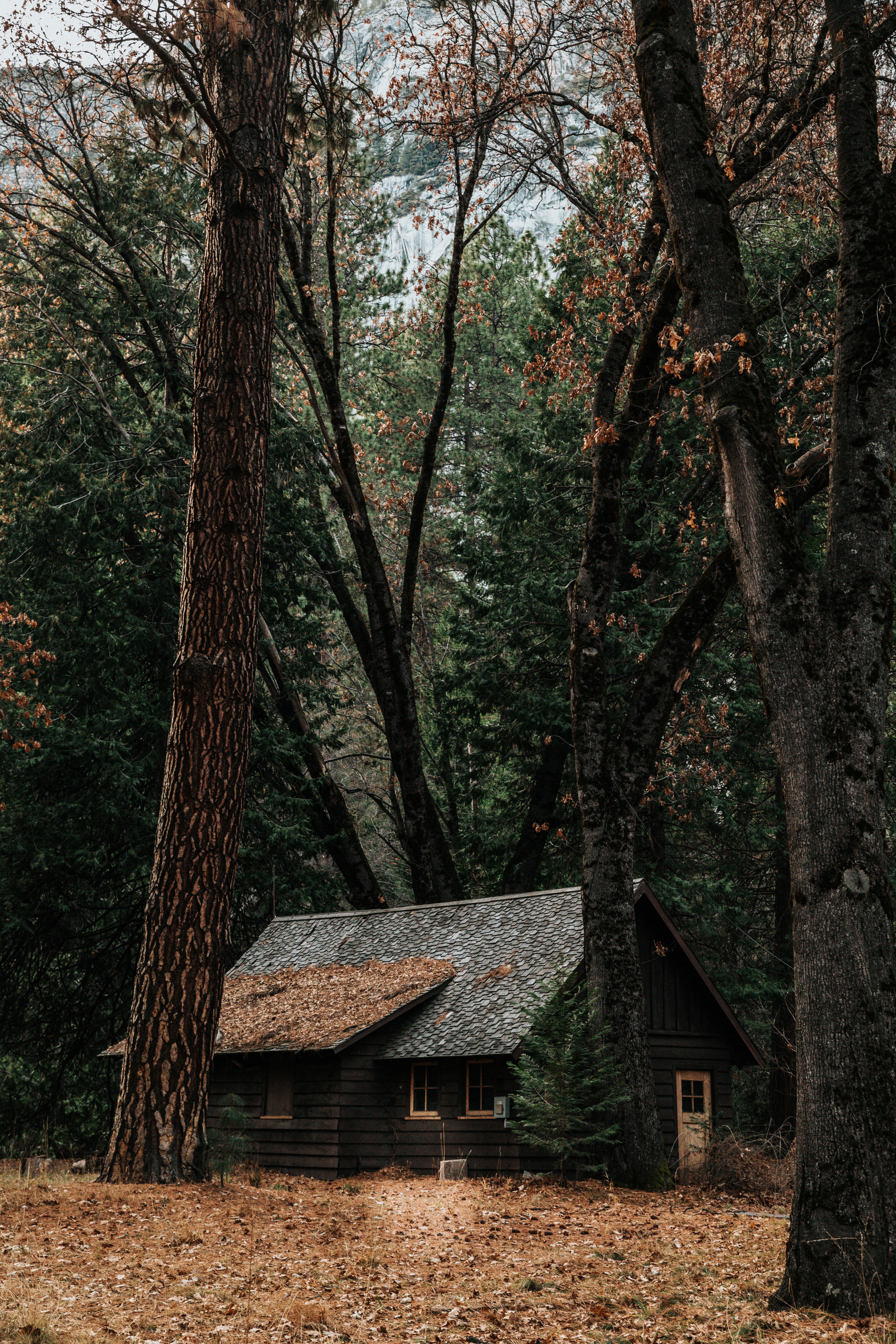 4480x6720  Forest Hut Pictures | Скачать бесплатные изображения на Unsplash