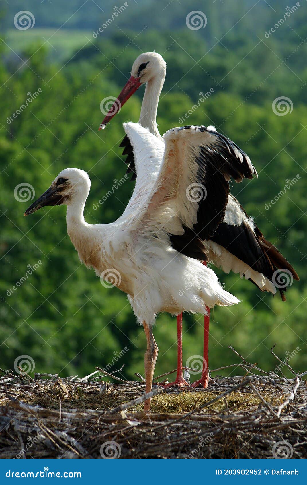 1071x1690  Белый аист в гнезде с детским крупным планом на зеленом фоне Stock Photo - изображение рождения, клюв: 203902952