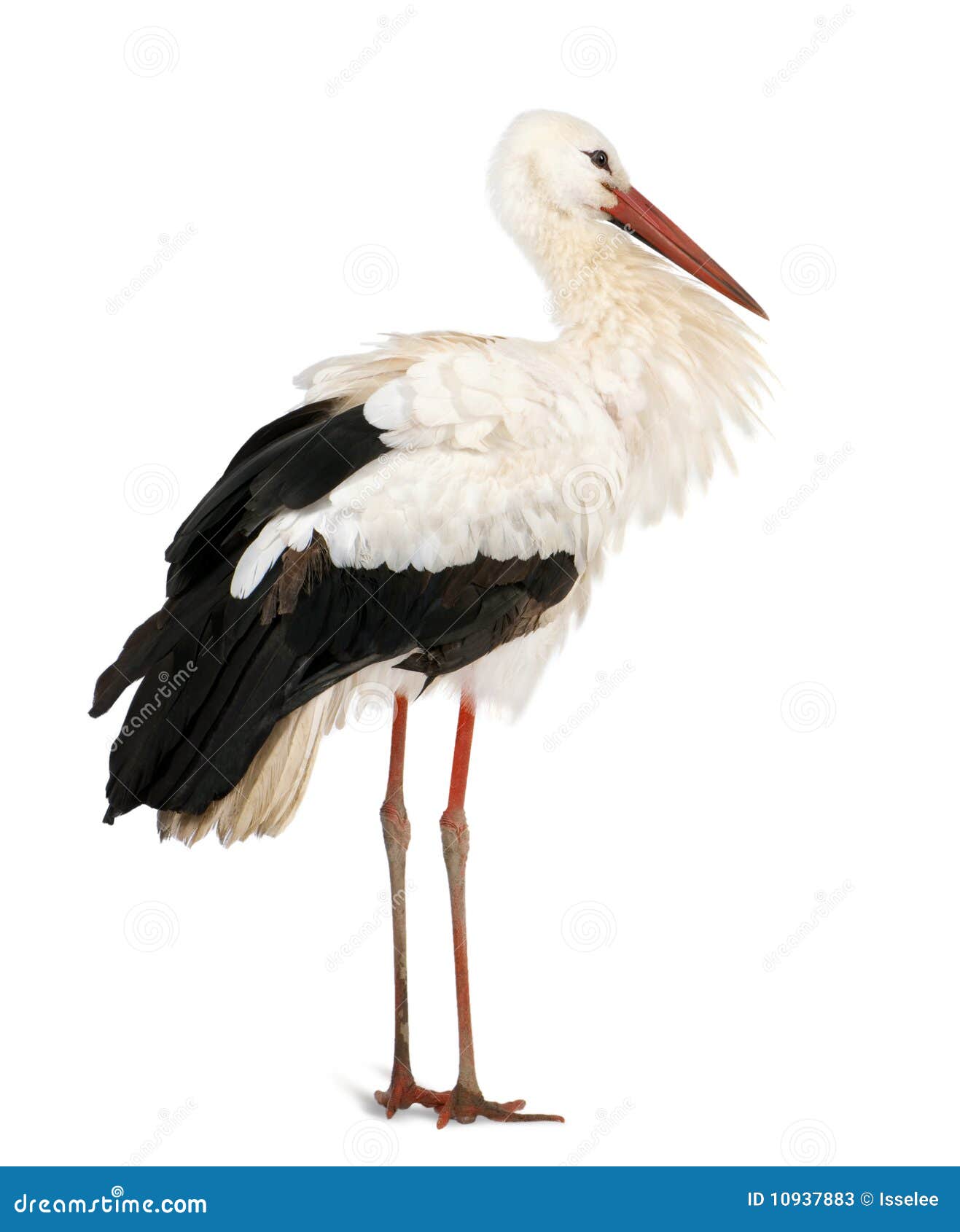 1317x1690  Белый аист перед белым фоном изображение - изображение боковой, профиль: 10937883