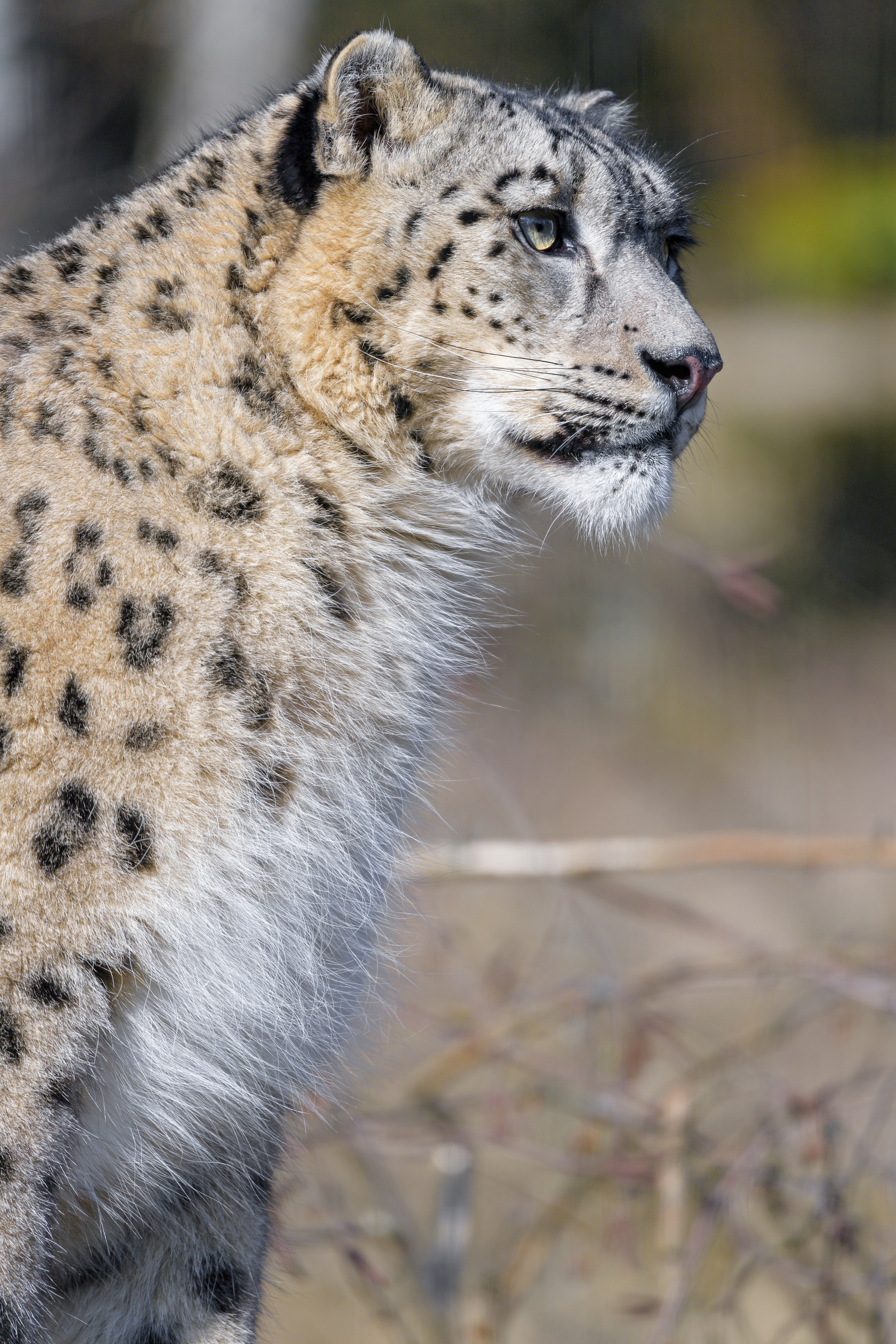 3619x5428  Скачать \