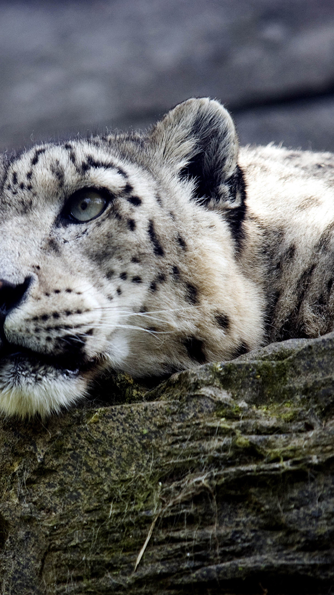 1080x1920  FOTOS IRBIS GROße Katze Schnauze Ein Tier 1080x1920