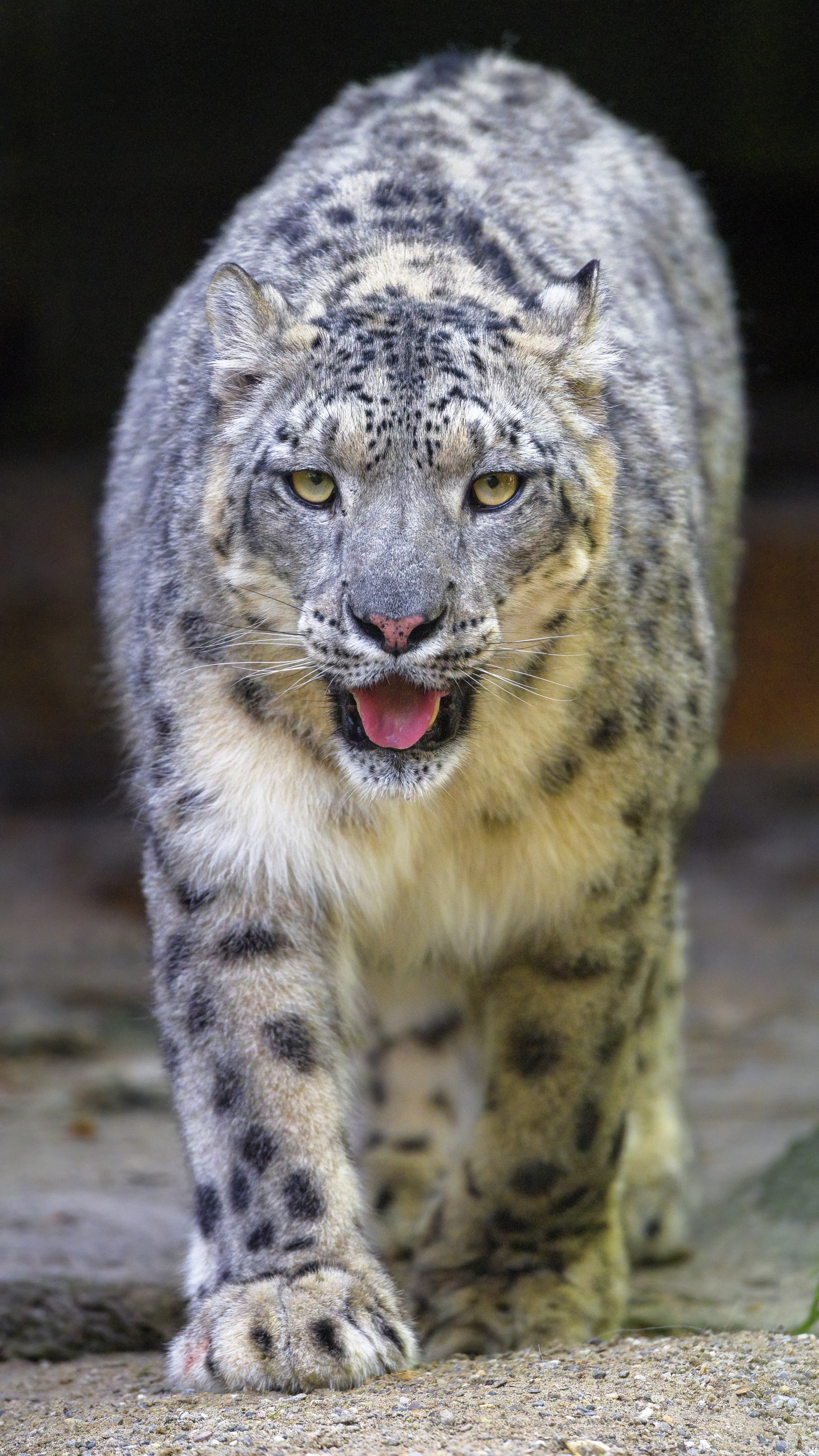 2884x5127  Скачать обои 2884x5127 Snow Leopard, Irbis, Animal, Glance, выступающий язык, Big Cat HD