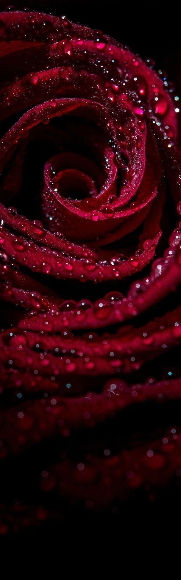 600x1920  Бесплатно скачать PIN -код от потрясающих выражений на бургундском цветовом бордовом [600X1920] для вашего рабочего стола, Mobile \ U0026 Tablet | Изучите 27+ розовых оттенков iPhone обои | D Rose обои iPhone, розовые обои для