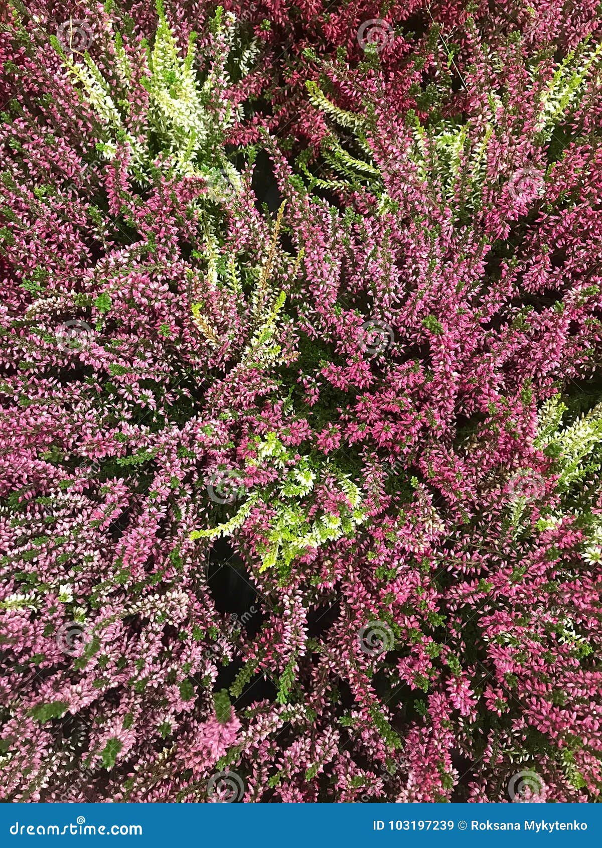 1200x1690  Красивый фон Бургундского Хизер Стоковой Изображение - Изображение волокон, мода: 103197239