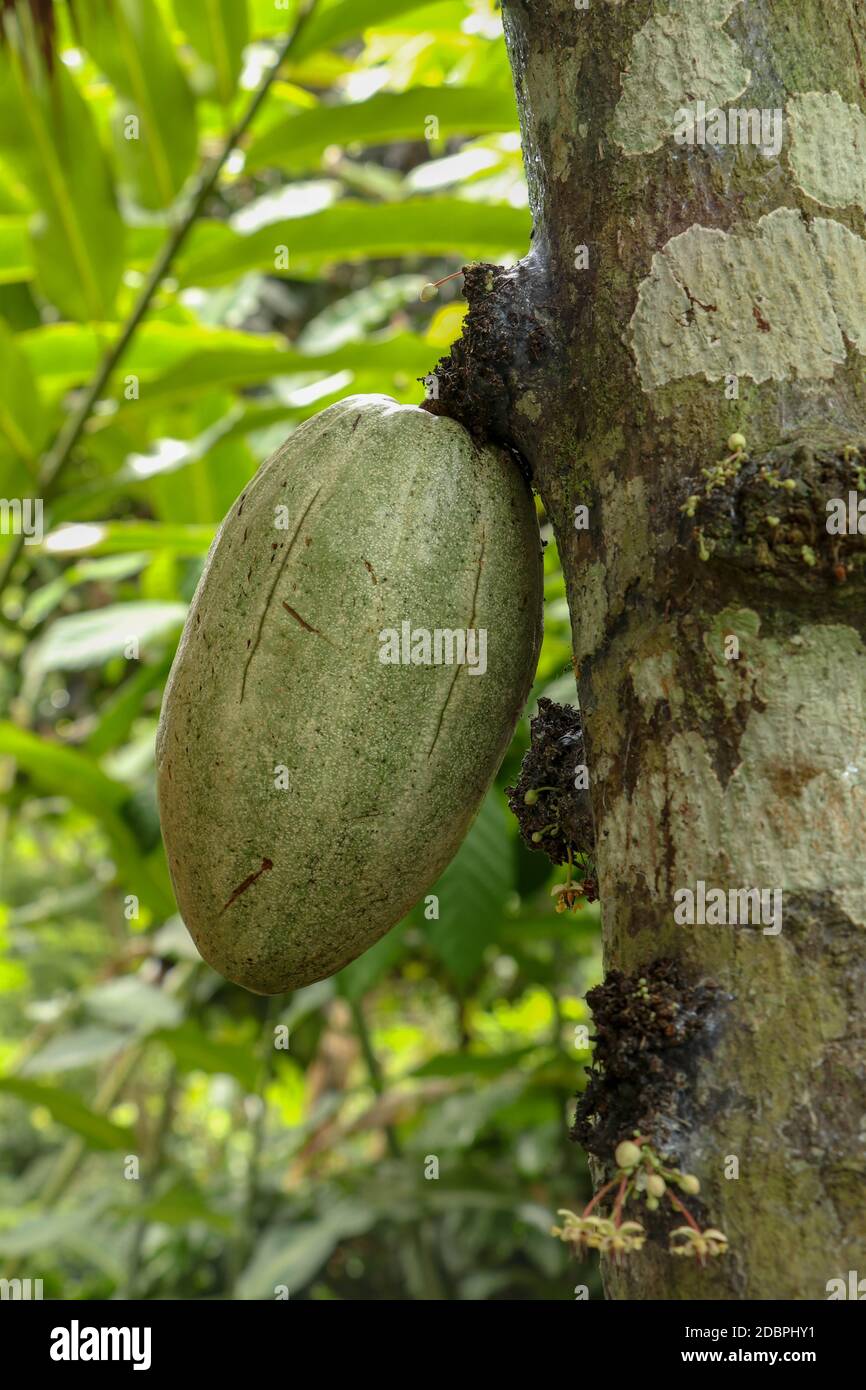 866x1390  Какао ветвь с молодыми фруктами и цветущим. Шоколадное дерево TheObroma Cacao с фруктами Боке. Зеленые какао -капсулы растут на дереве. Стоковое фото какао - Алами