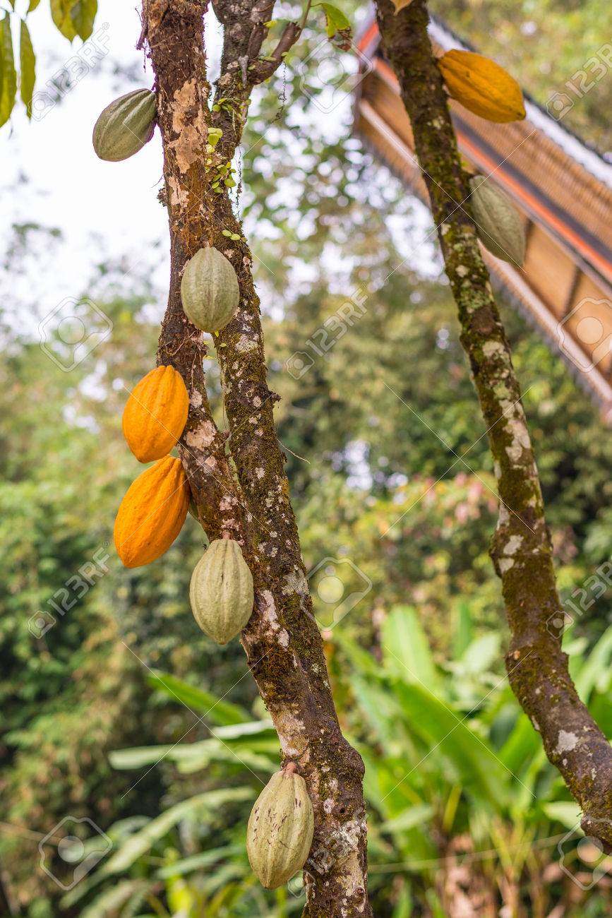 867x1300  Крупным планом дерева какао с какао -бобами в различных соревнованиях, от желтого до зеленого. Сосредоточьтесь на переднем плане с джунглями и традиционной архитектурой Тораджи на заднем плане. Сулавеси, Индонезия.