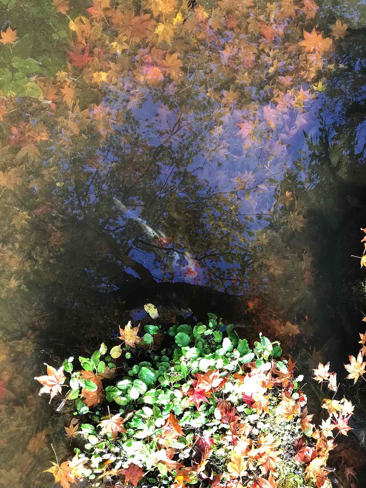 1179x1572  Киотские архивы - потеряны в аниме