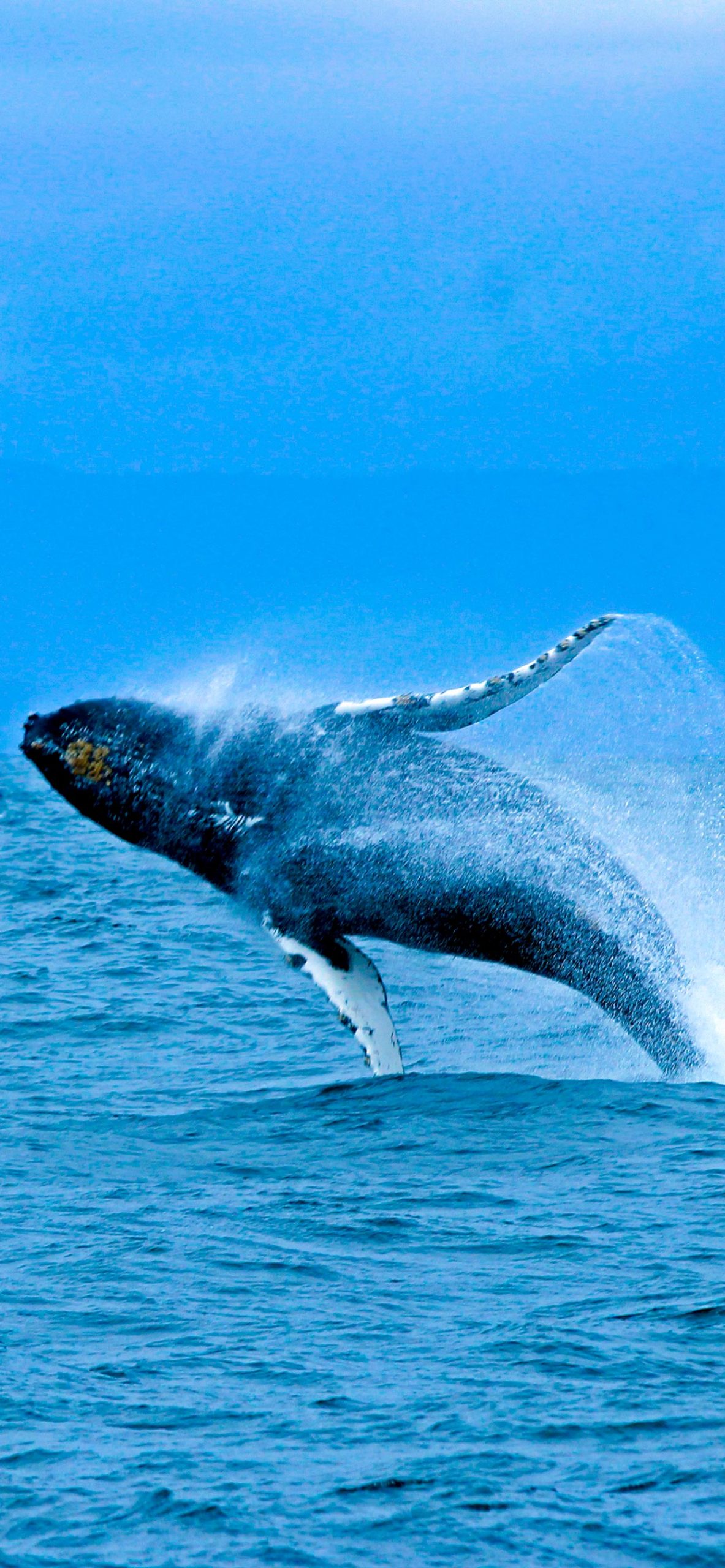 1183x2560  Обои китов для iPhone 11, Pro Max, x, 8, 7, 6 - Скачать бесплатно на 3Wallpapers