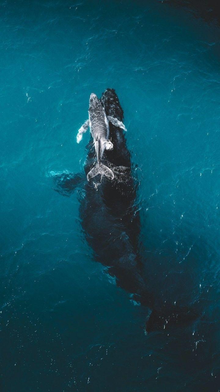 720x1280  Blue Whale Iphone Обои - топ бесплатный Blue Whale Founds Iphone