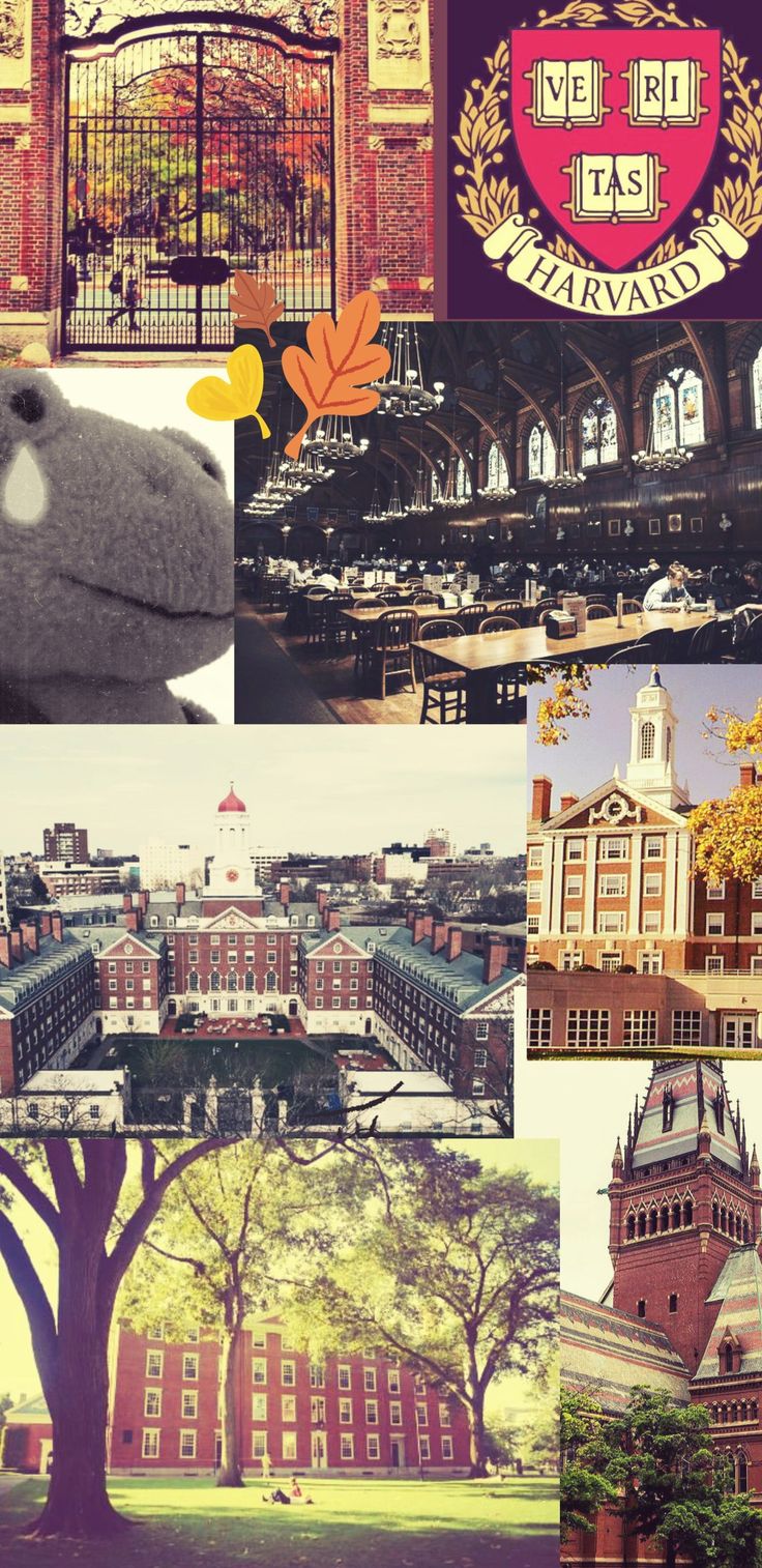 736x1514  Гарвардский логотип HD обои | Pxfuel