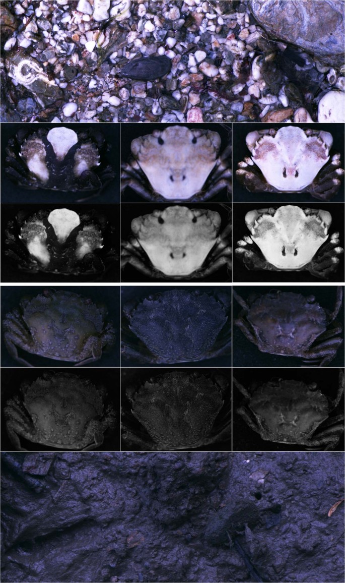 685x1156  а) Пример набора целей с сопоставлением внутреннего/фонового рисунка ... | Скачать научную диаграмму