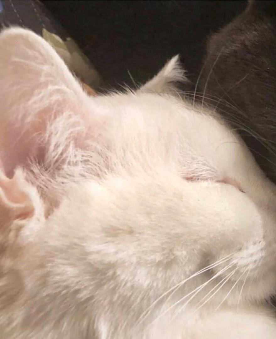 879x1080  Скачать симпатичную пару, соответствующую сочетанию со льдом, стеклянные обои | Обои .com