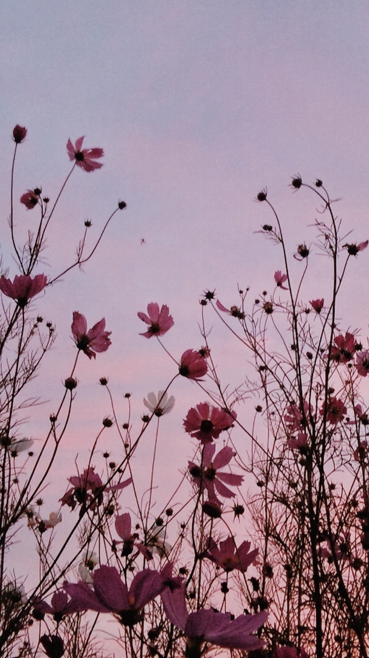 719x1280  Симпатичные обои - Nawpic