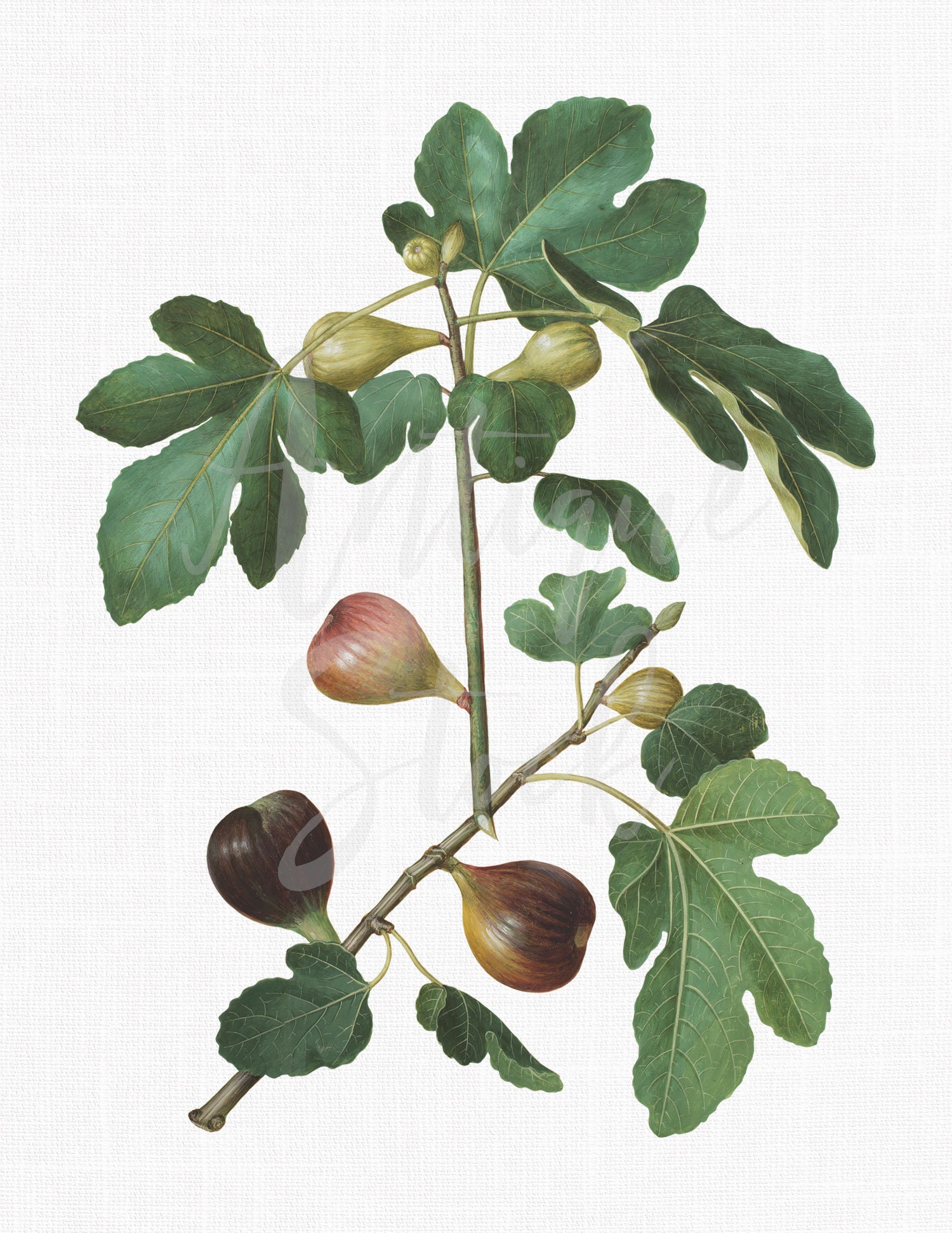 1500x1942  Marie обои - инжир лист/мед/цветение - Дайан Хилл