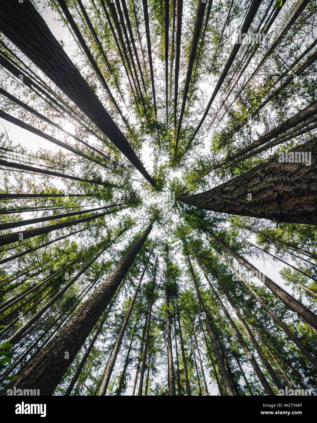 1040x1390  Высокие зеленые деревья лесные обои - пещера обоев