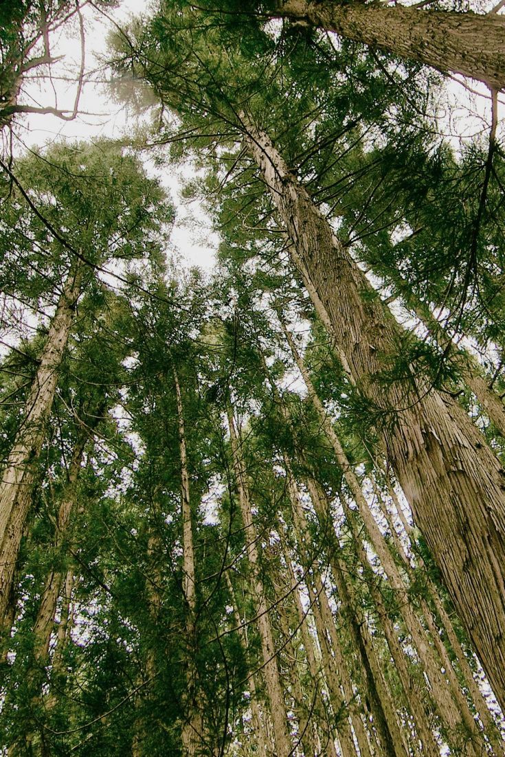 735x1102  Темные лесные обои 4K, лес, ночное время, темная, тень, #2508