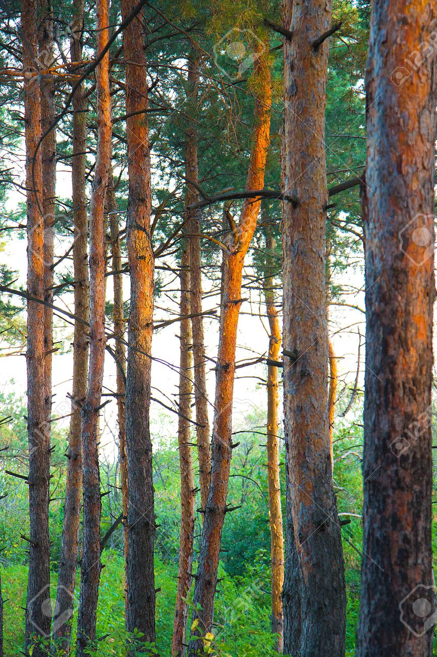 866x1300  Низкая угловая фотография высоких деревьев во время дневного времени #nature #tree #grey #dark #yalta #crimea #russia #iPhoneXwallp… | Туманные леса, лесные обои, телефона обои