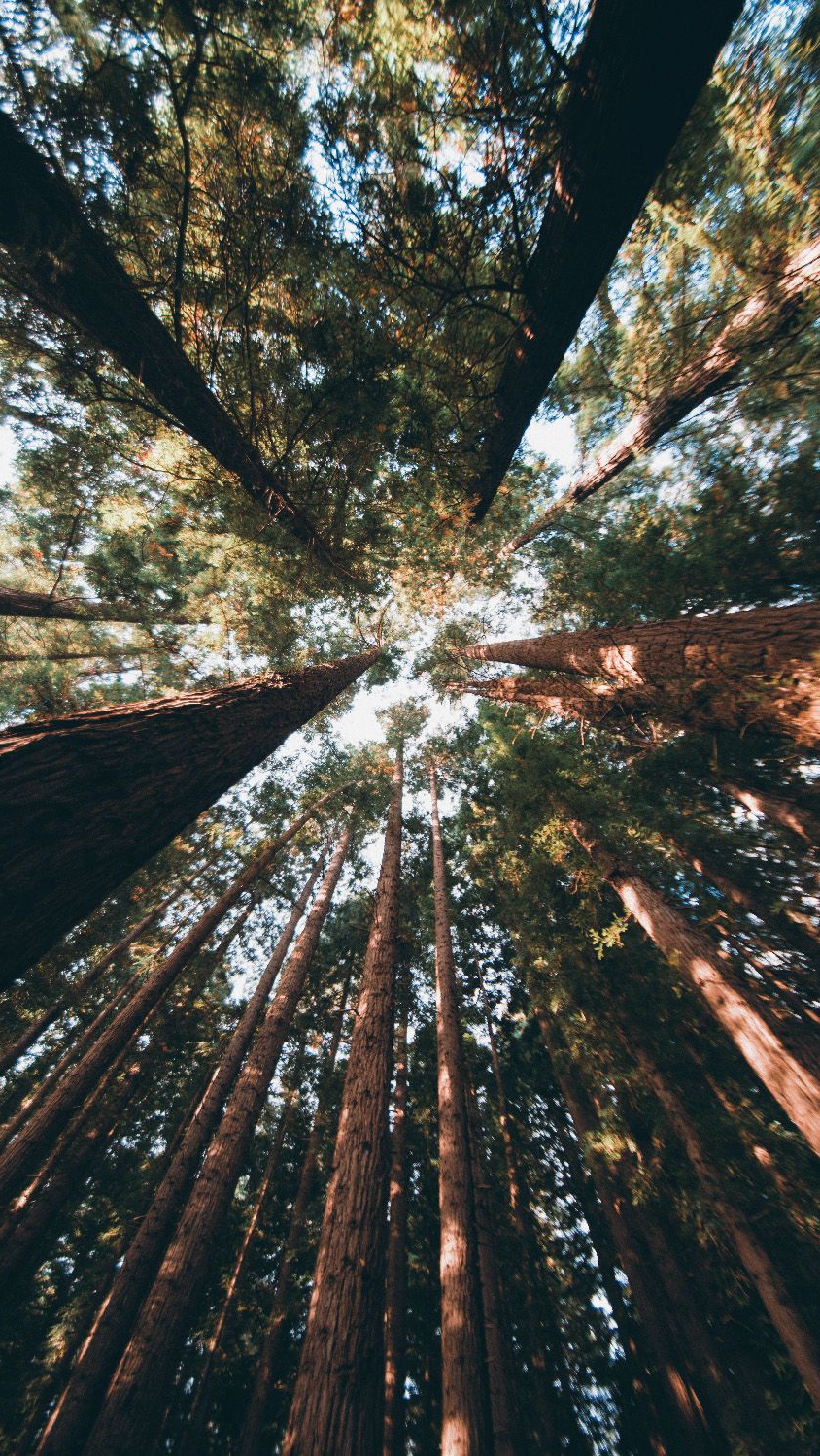 844x1500  Лес, красочные, цветы, зеленый, высокий, природа, высокие деревья, HD Телефон Обои | Пикпкс